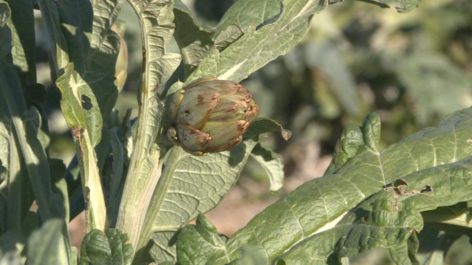 El cor de la carxofa s'ha cremat i està negre