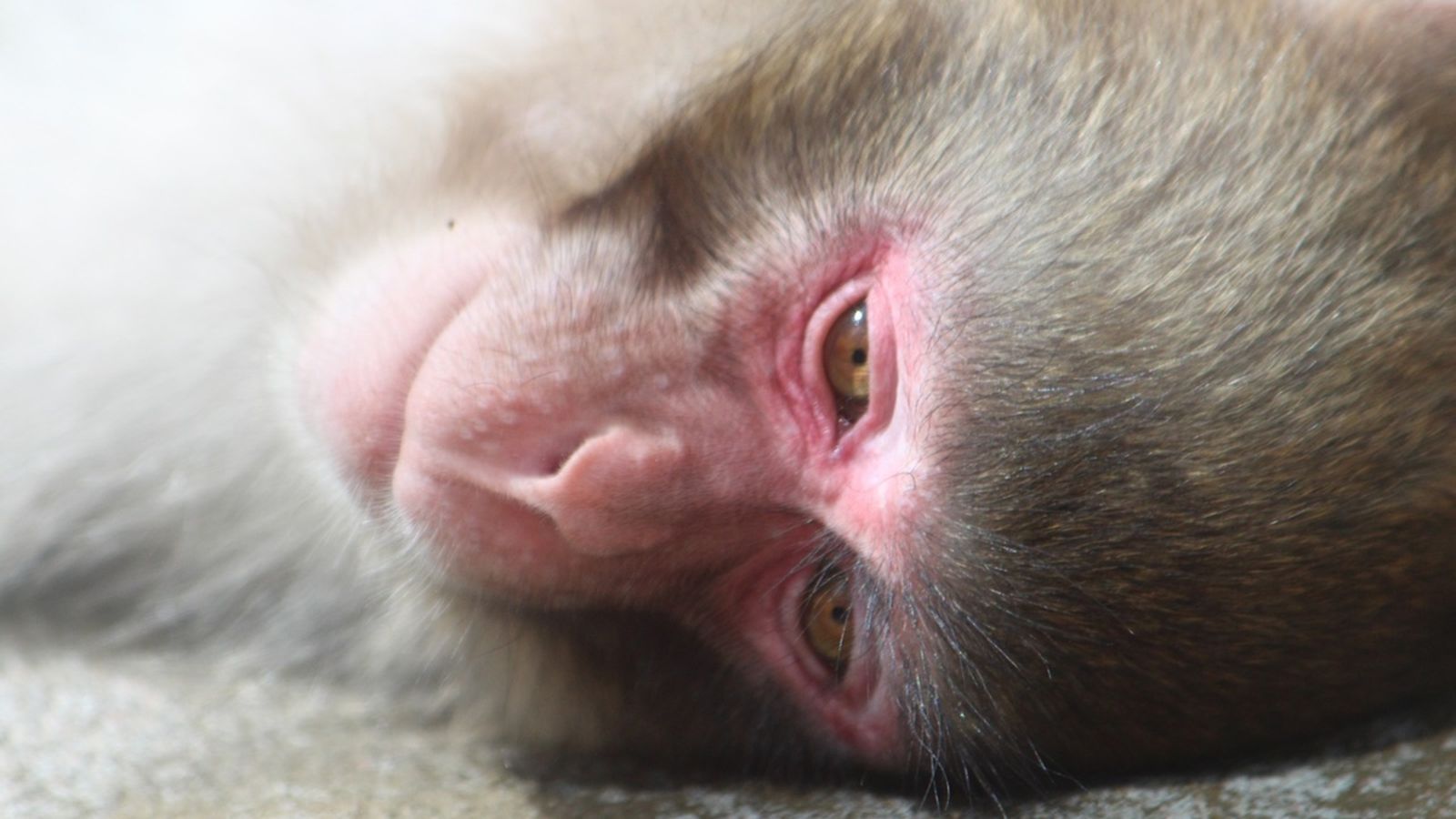 Un exemplar de macaco japonés com els que han fugit.