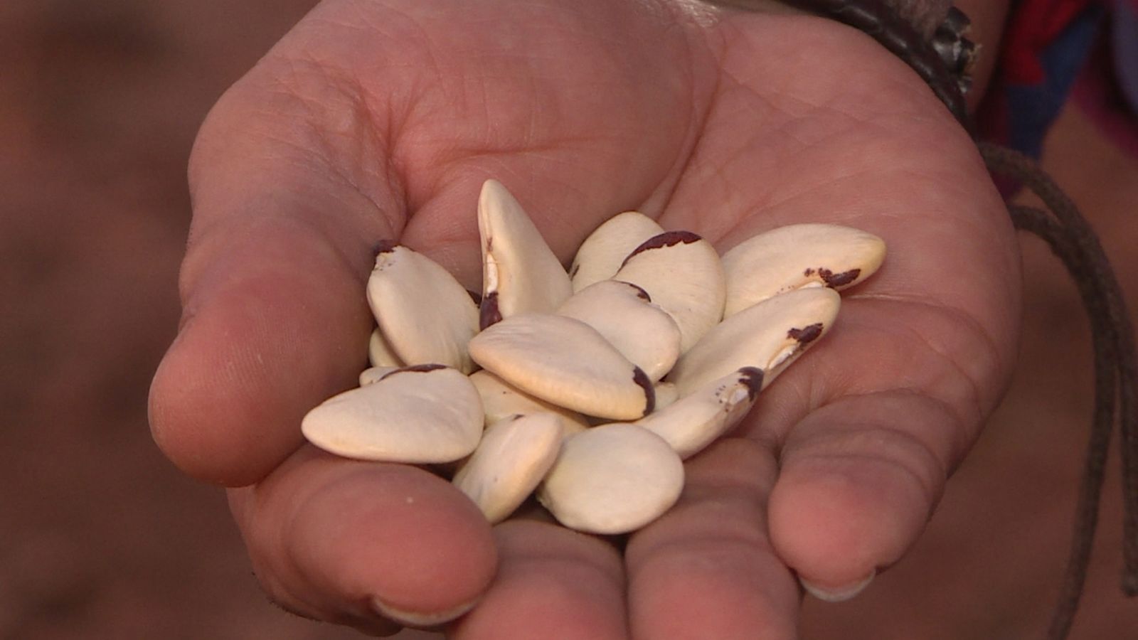 La RAE admet ‘garrofón’ com a nova paraula