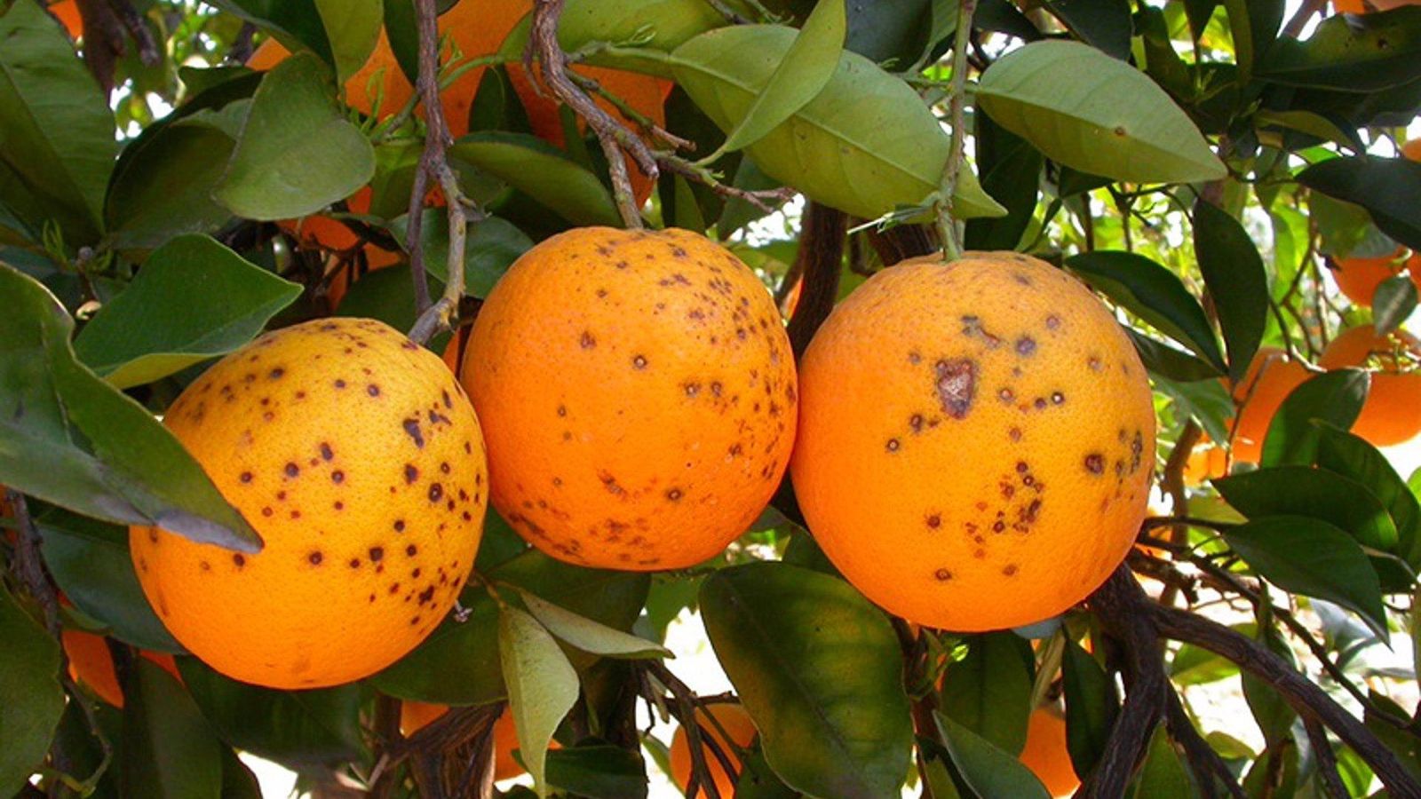 Cítrics en mal estat (arxiu)