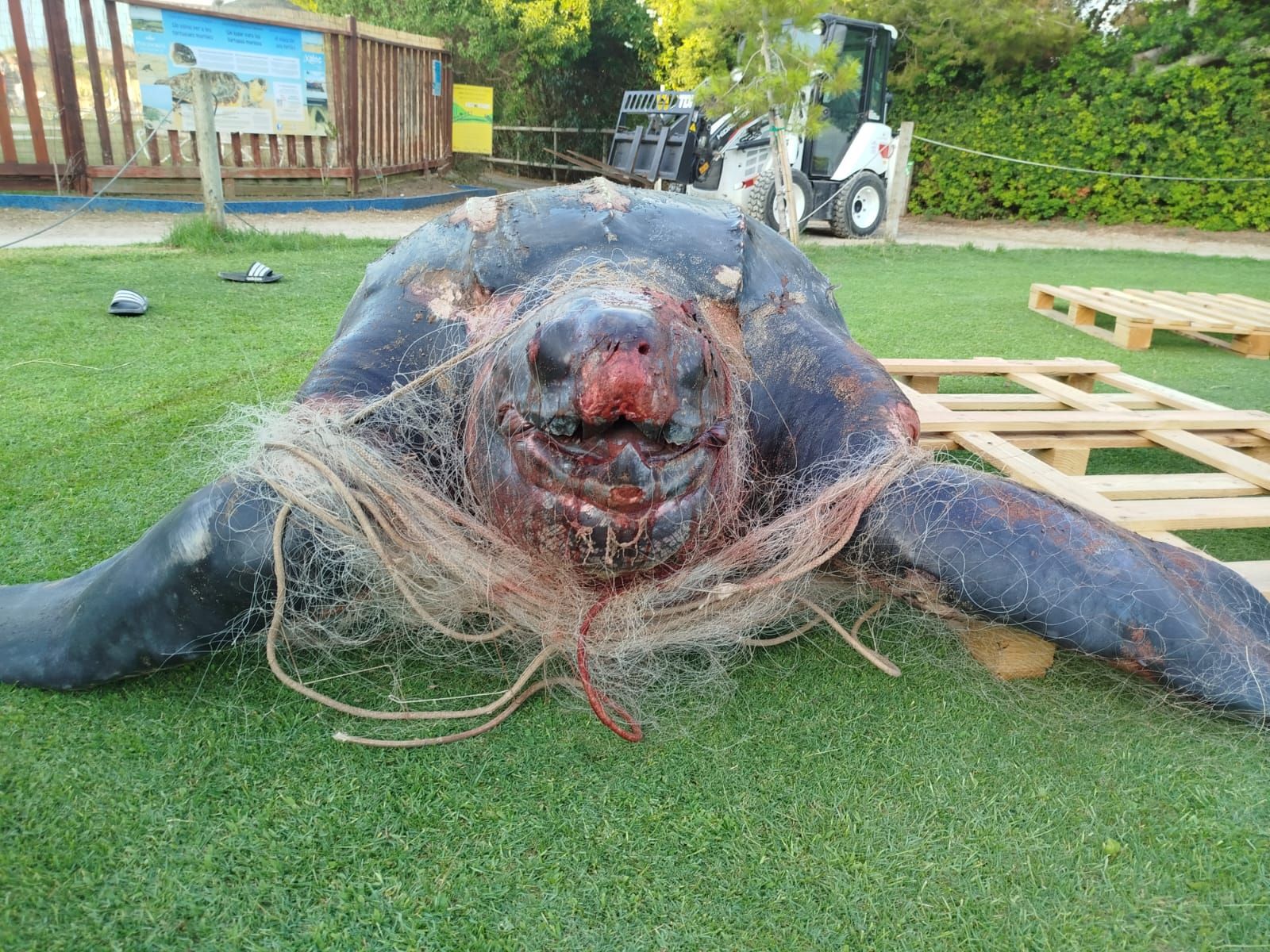 Exemplar sense vida de tortuga llaüt