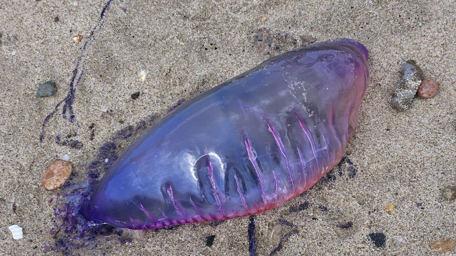 Exemplar de caravel·la portuguesa que van trobar aquest dijous a la platja del Saler de València
