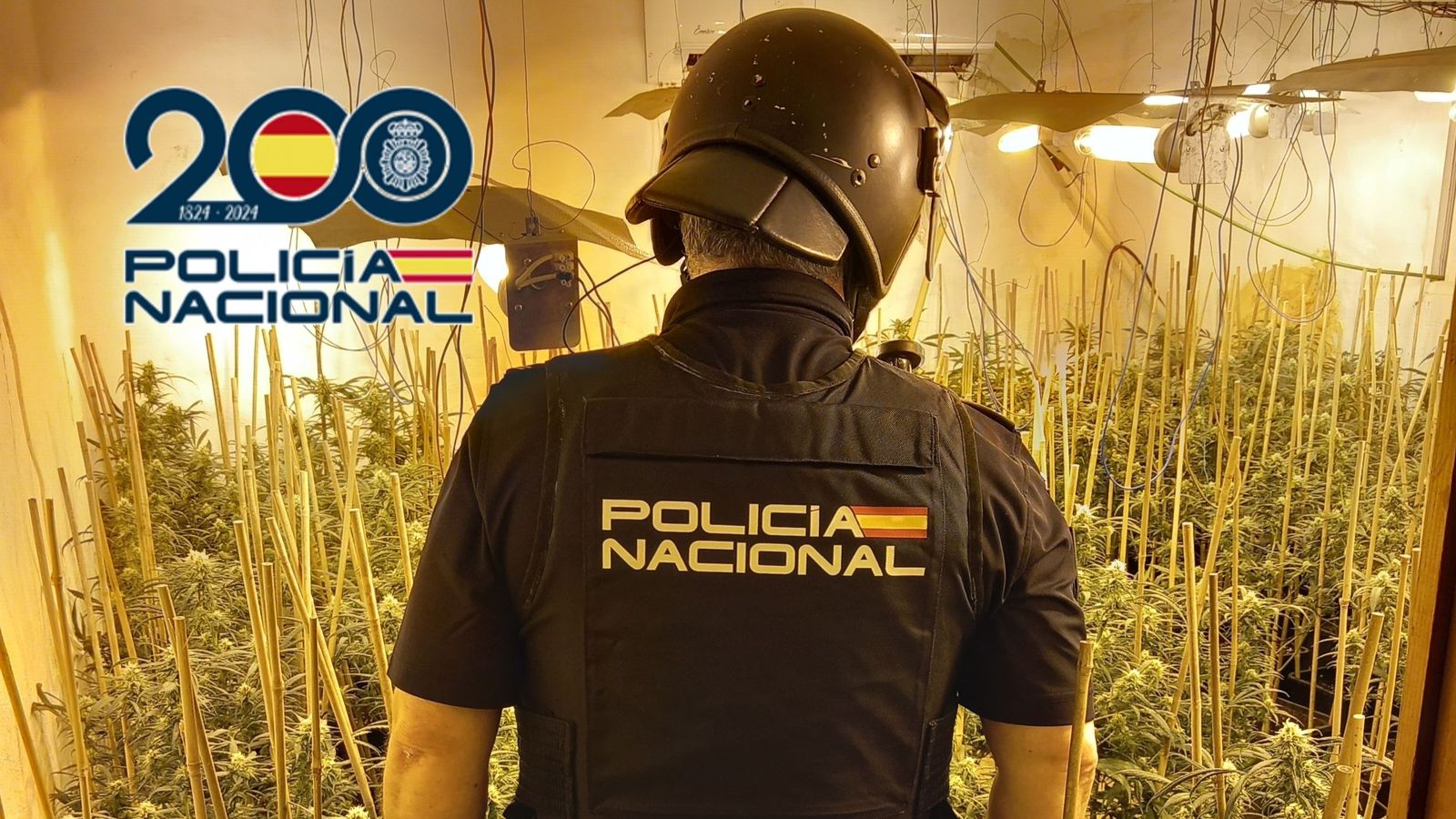 Una de les plantacions desmantellades a la Ribera Alta