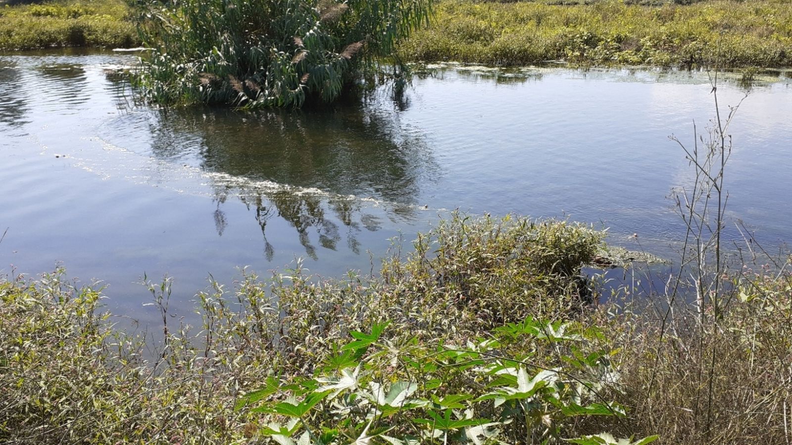 La xarxa va ser descoberta a la gola sud i ha causat la mort de dues aus aquàtiques.
