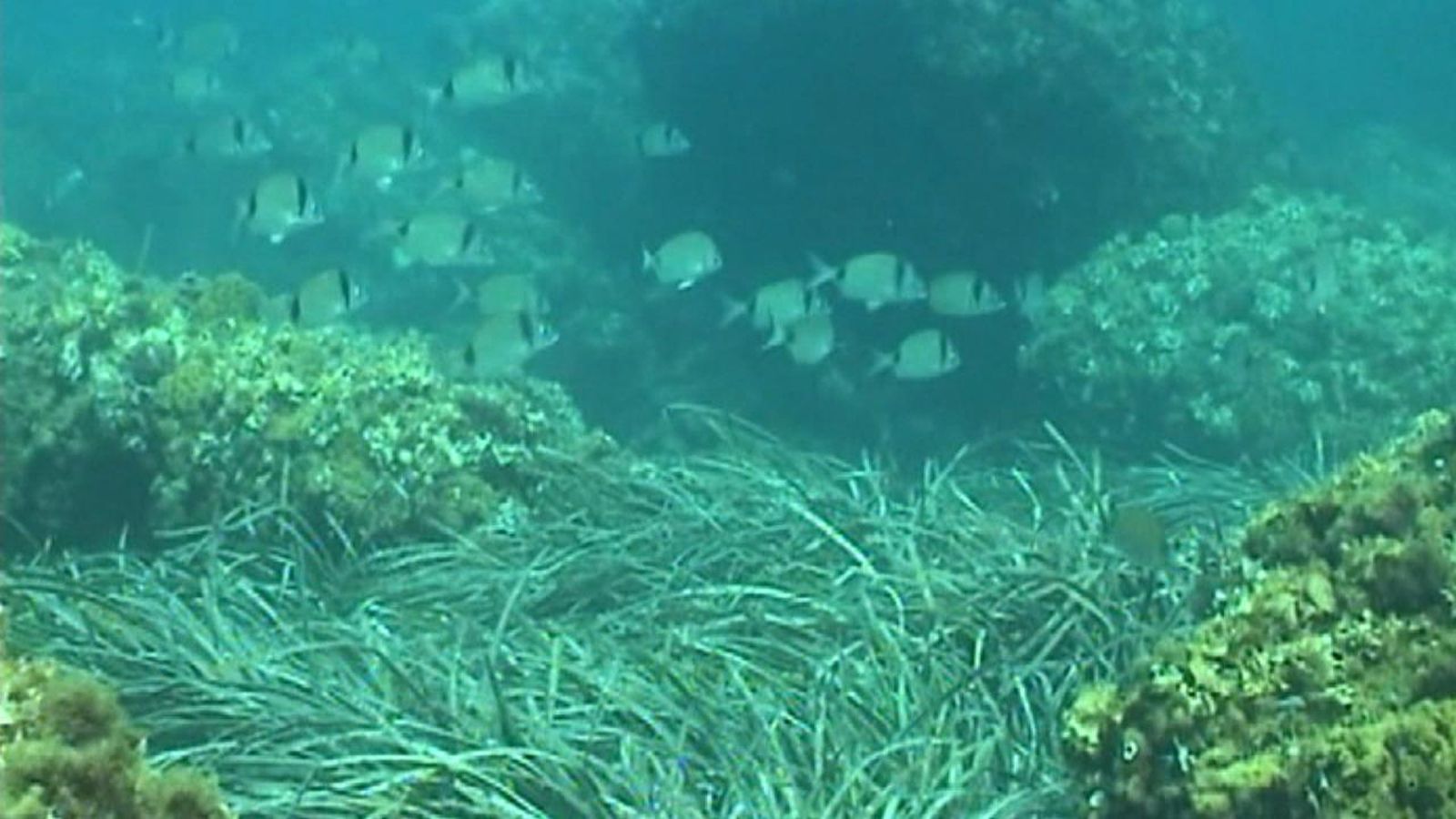 La Mediterrània està quatre graus més calenta del que deuria