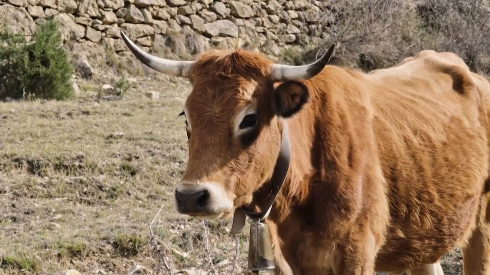 De mar i bancal | Treball amb cautela