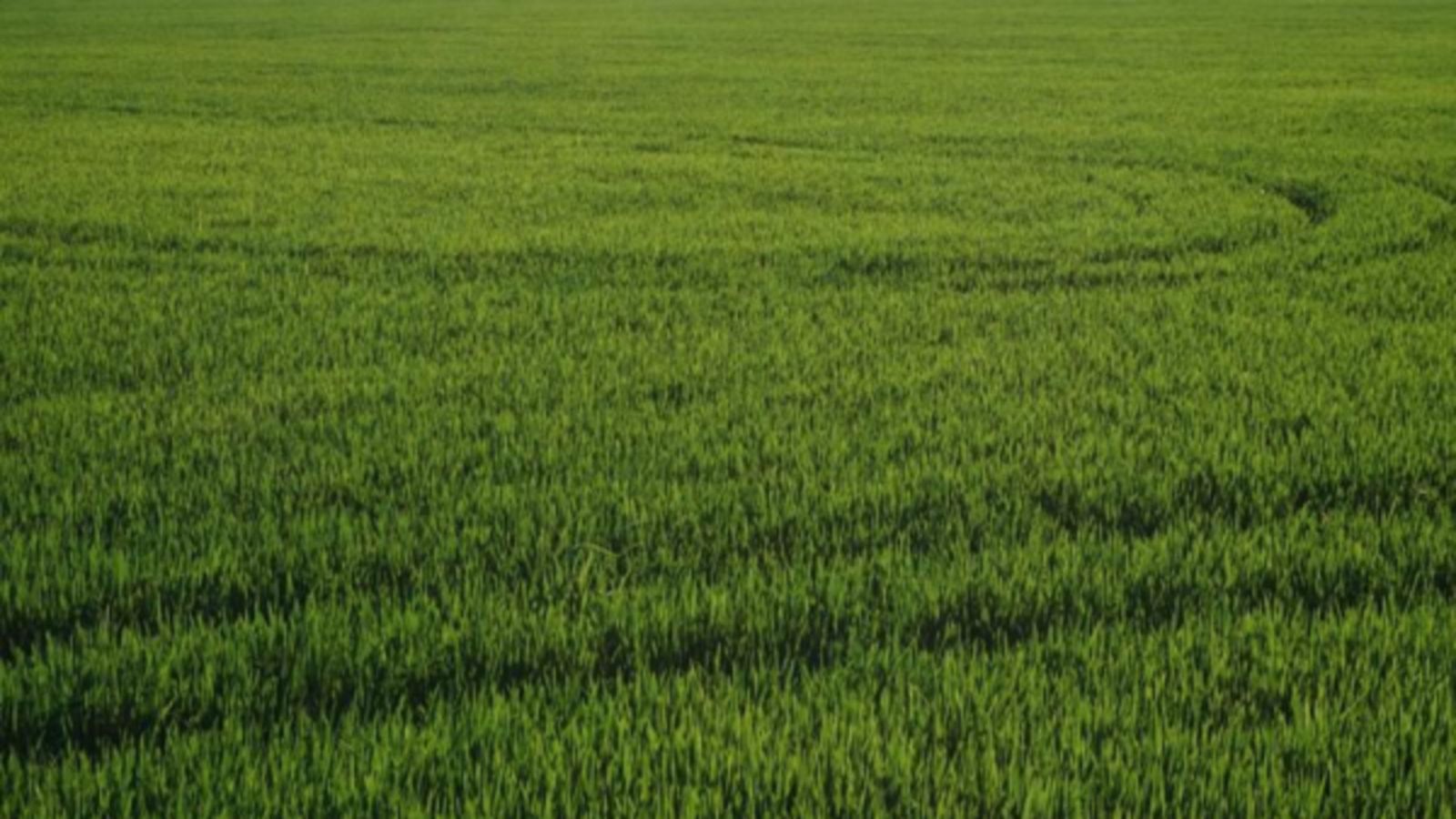 25.09.2018 | La festa de la sega de l'arròs