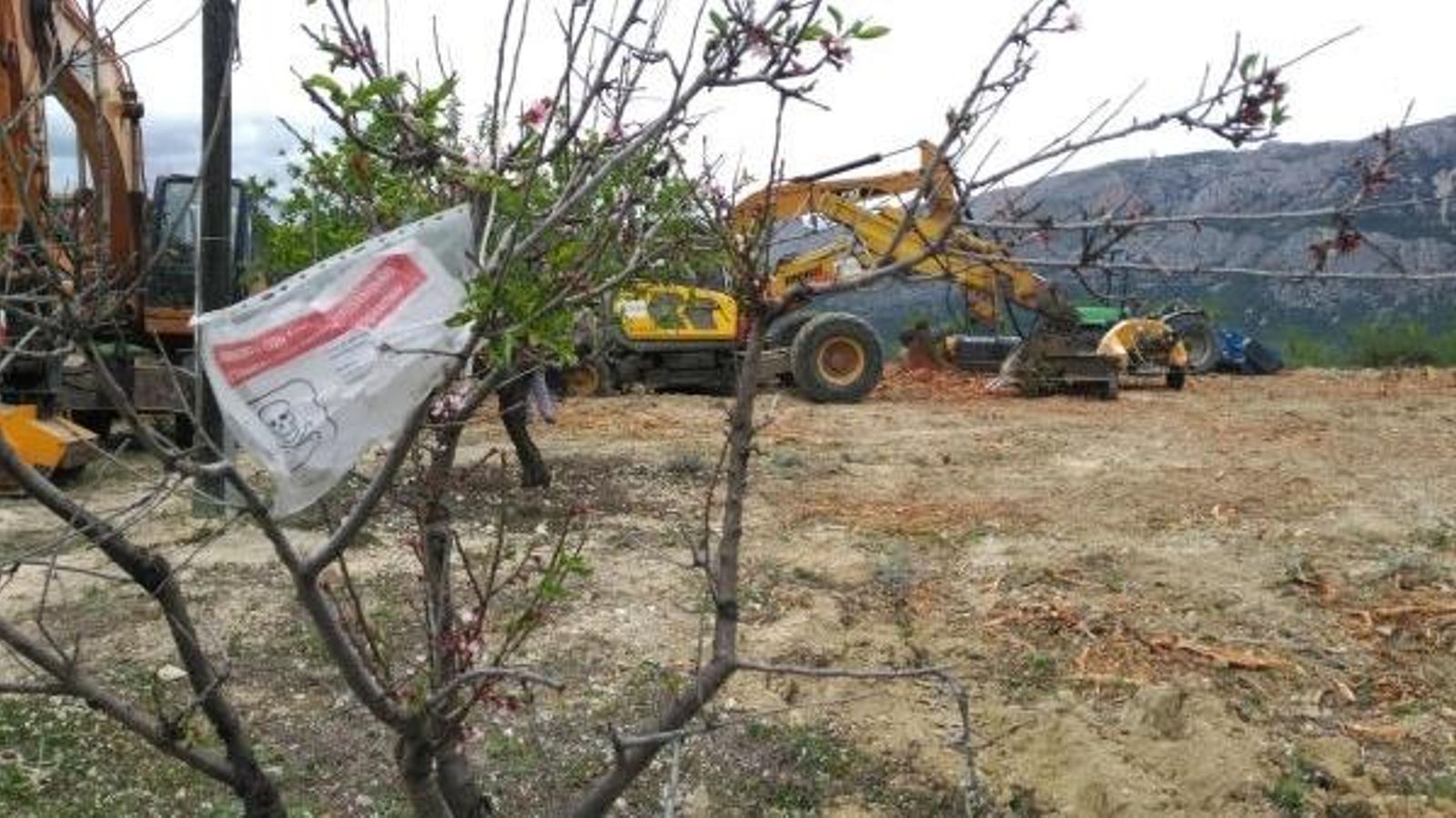 Queixes al síndic de greuges per l\'arrancada dels arbres sans