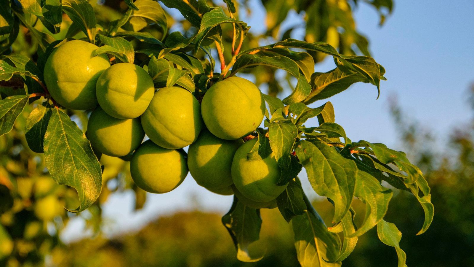 L'OLLERIA, LA VALL D'ALBAIDA