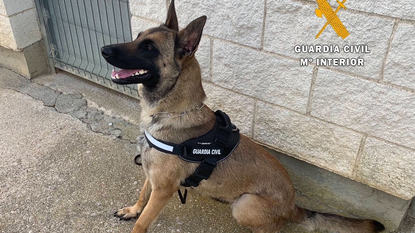 Imatge d'arxiu d'un membre d'una unitat canina