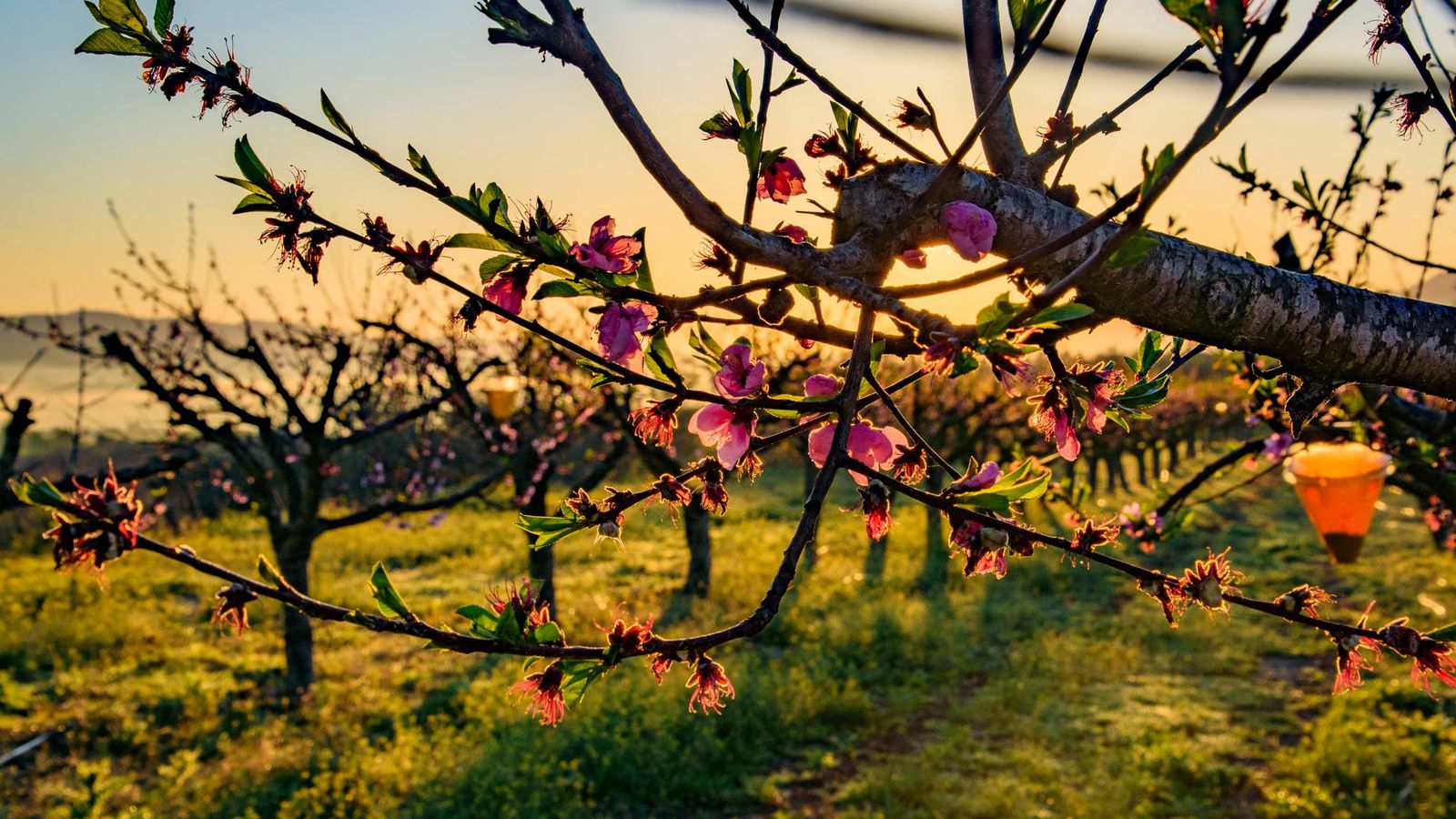 1.M NIEVES SÁNCHEZ, L'Olleria, la Vall d'Albaida 2