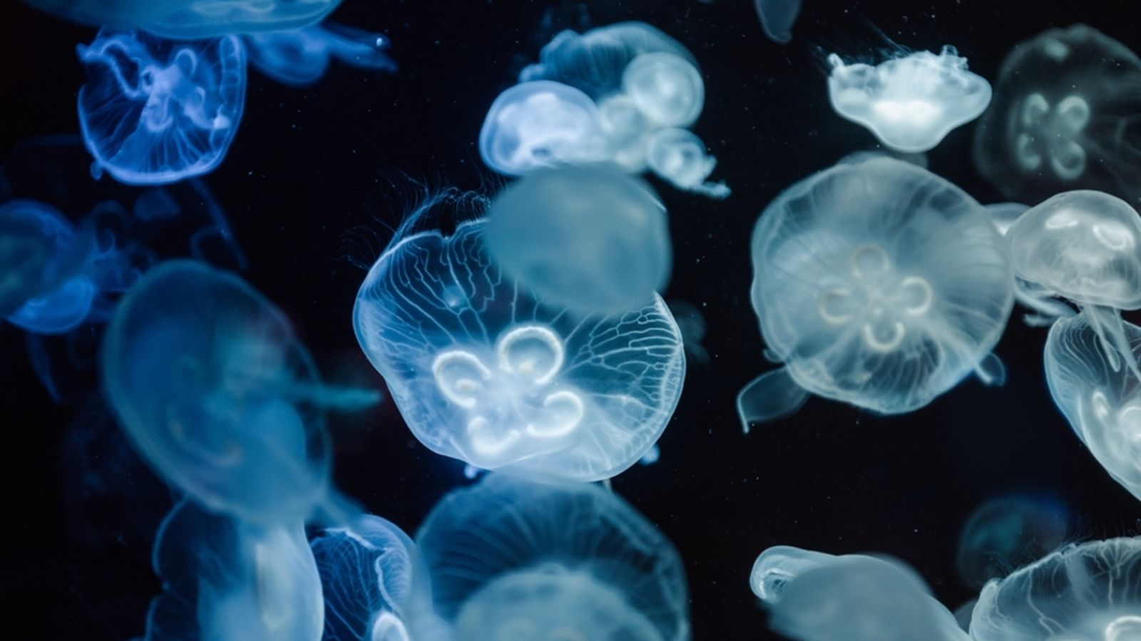 29.07.2024 | MedusApp, una aplicació per a reportar albiraments i picades de meduses.