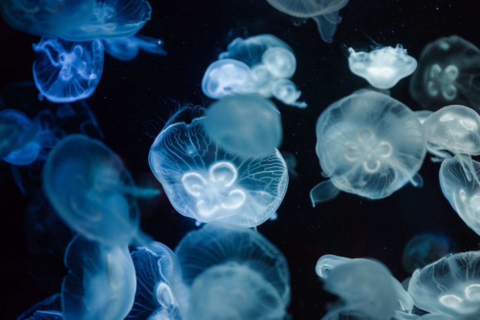 29.07.2024 | MedusApp, una aplicació per a reportar albiraments i picades de meduses.