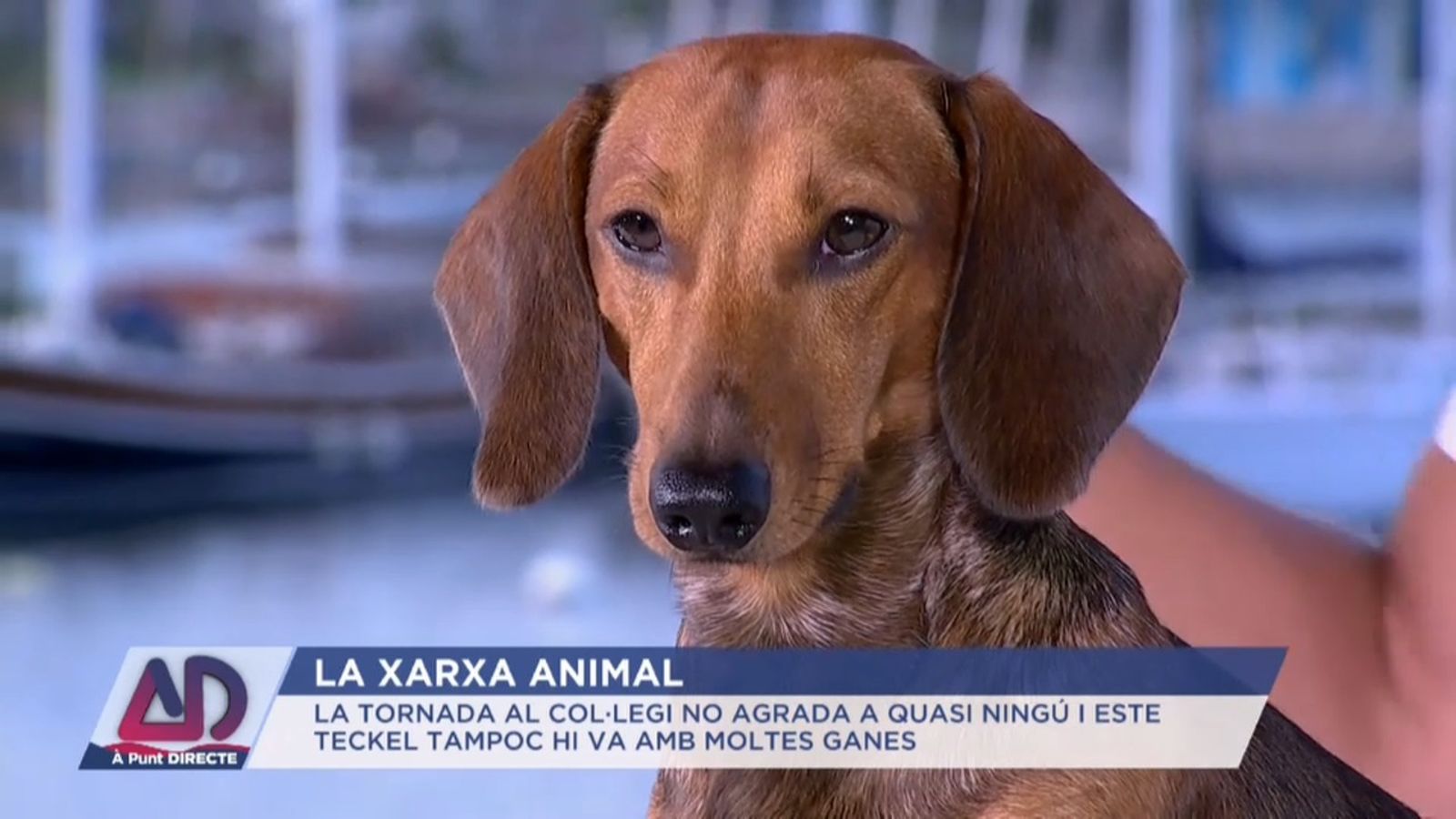 La xarxa animal