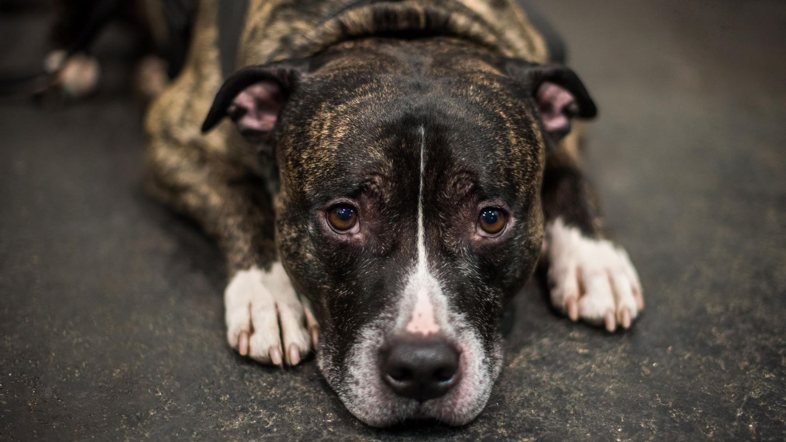 Cadell d'American Staffordshire