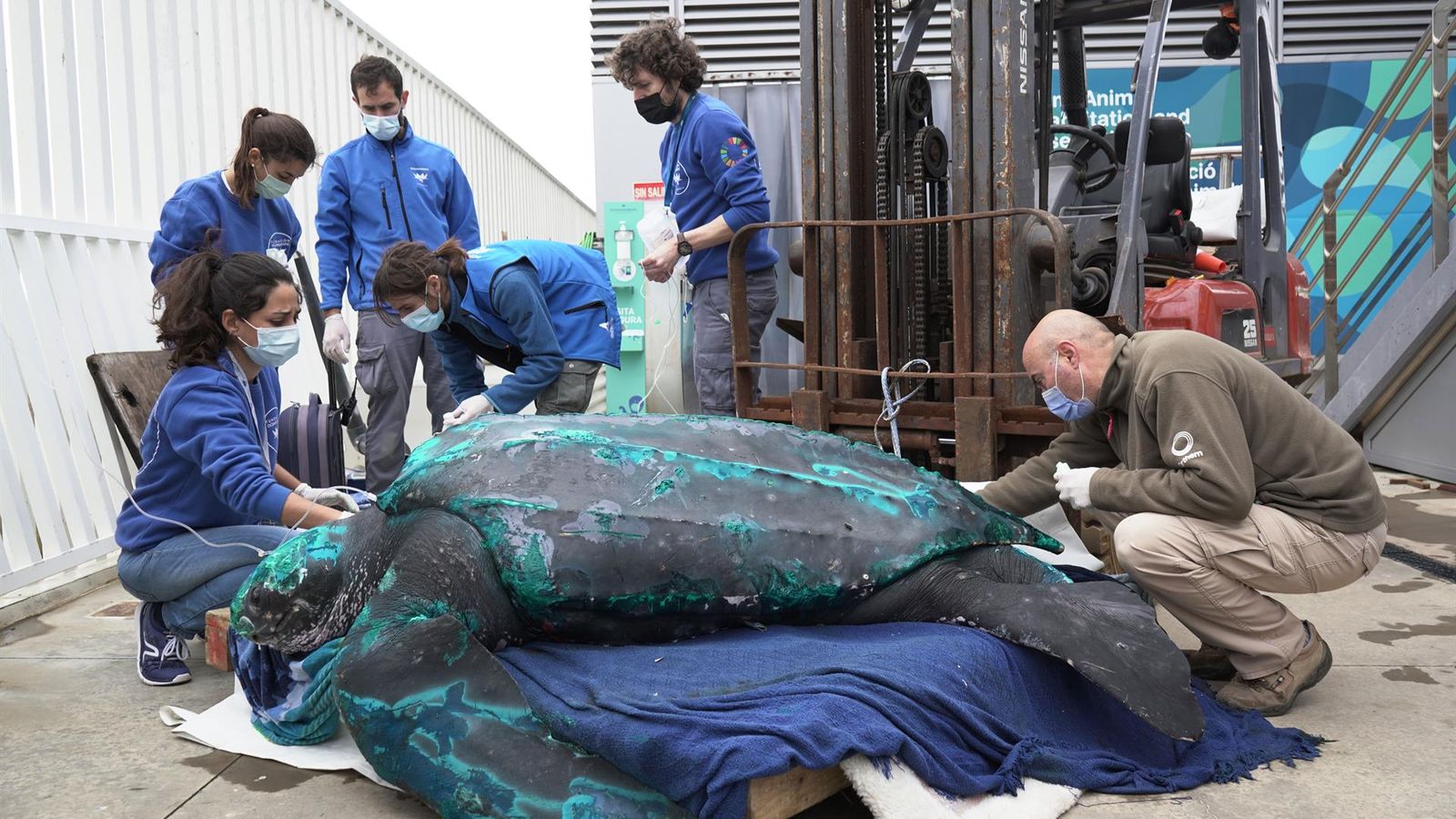 La tortuga llaüt de 230 quilos a la seua arribada al Oceanogràfic