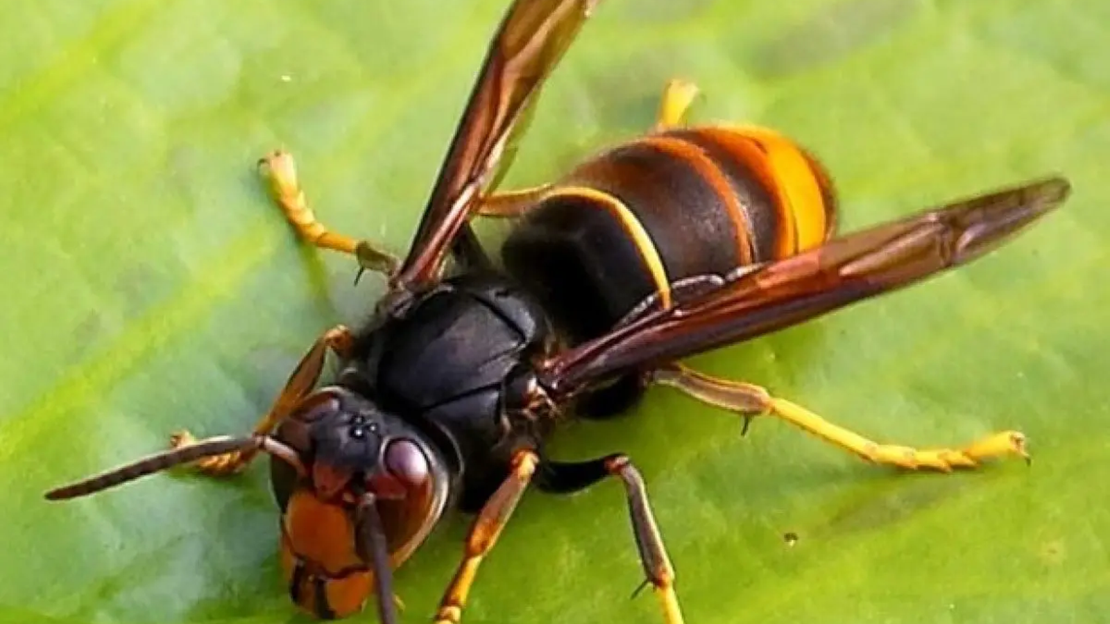 Vespa velutina