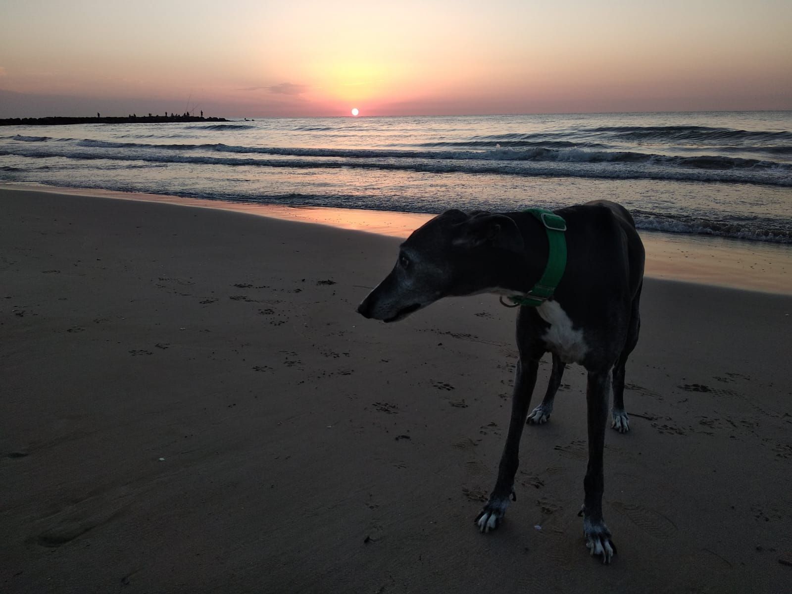 Platja de gossos d'Alboraia