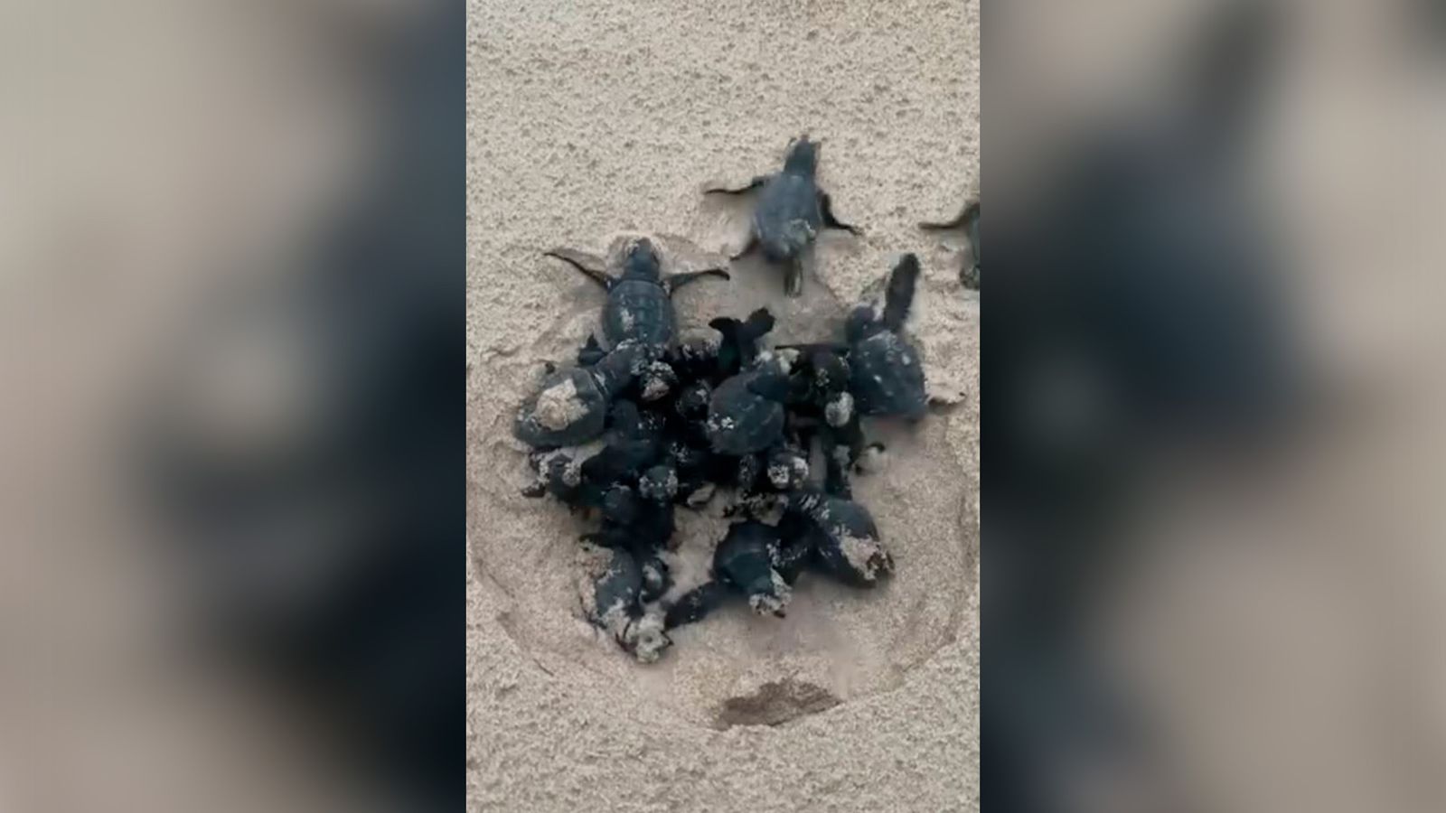 Tortugues boves nascudes a la platja d ela Punta de València