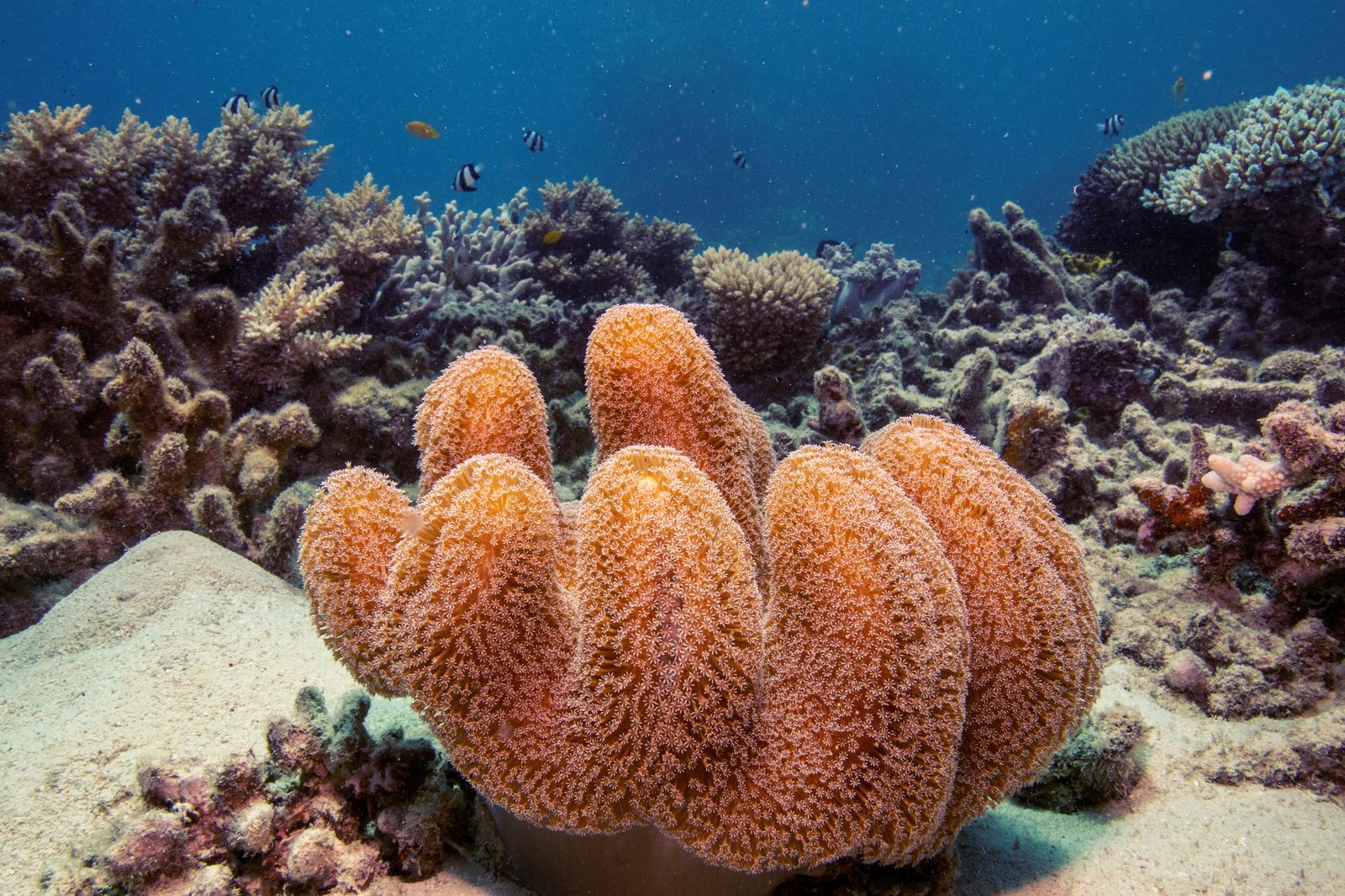 Una colònia de coral de cuir de bolet creix a la Gran Barrera davant de la costa de Cairns, Austràlia