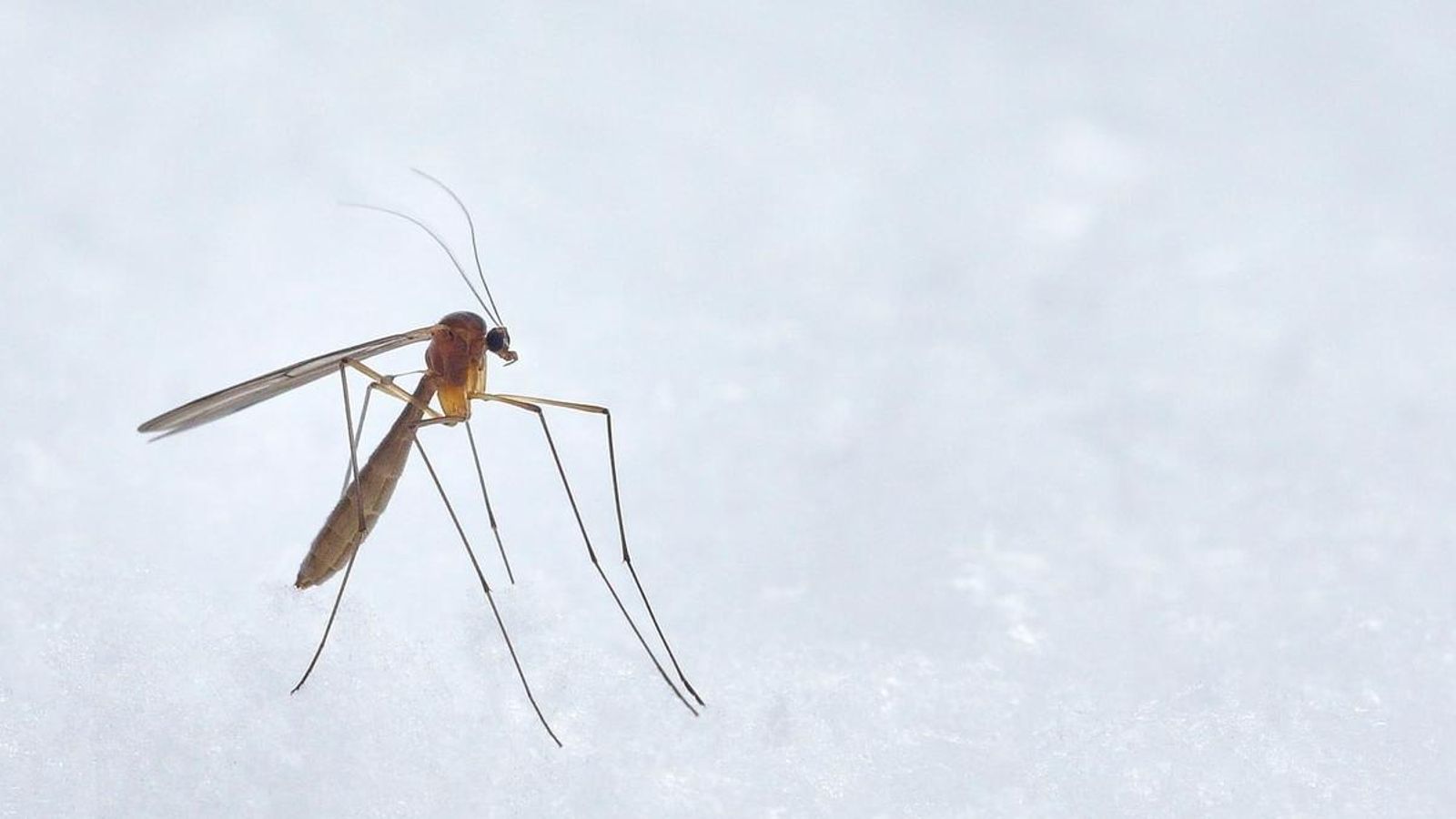 El virus del Nil es cobra les primeres víctimes mortals a Espanya