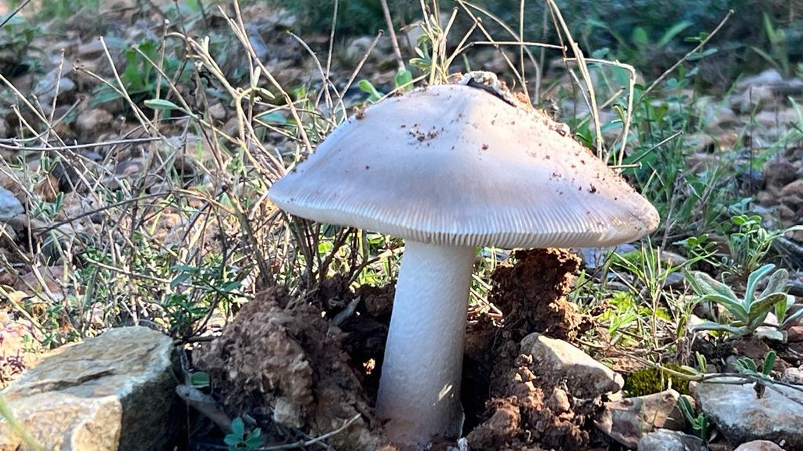 LA TORRE D'EN BESORA