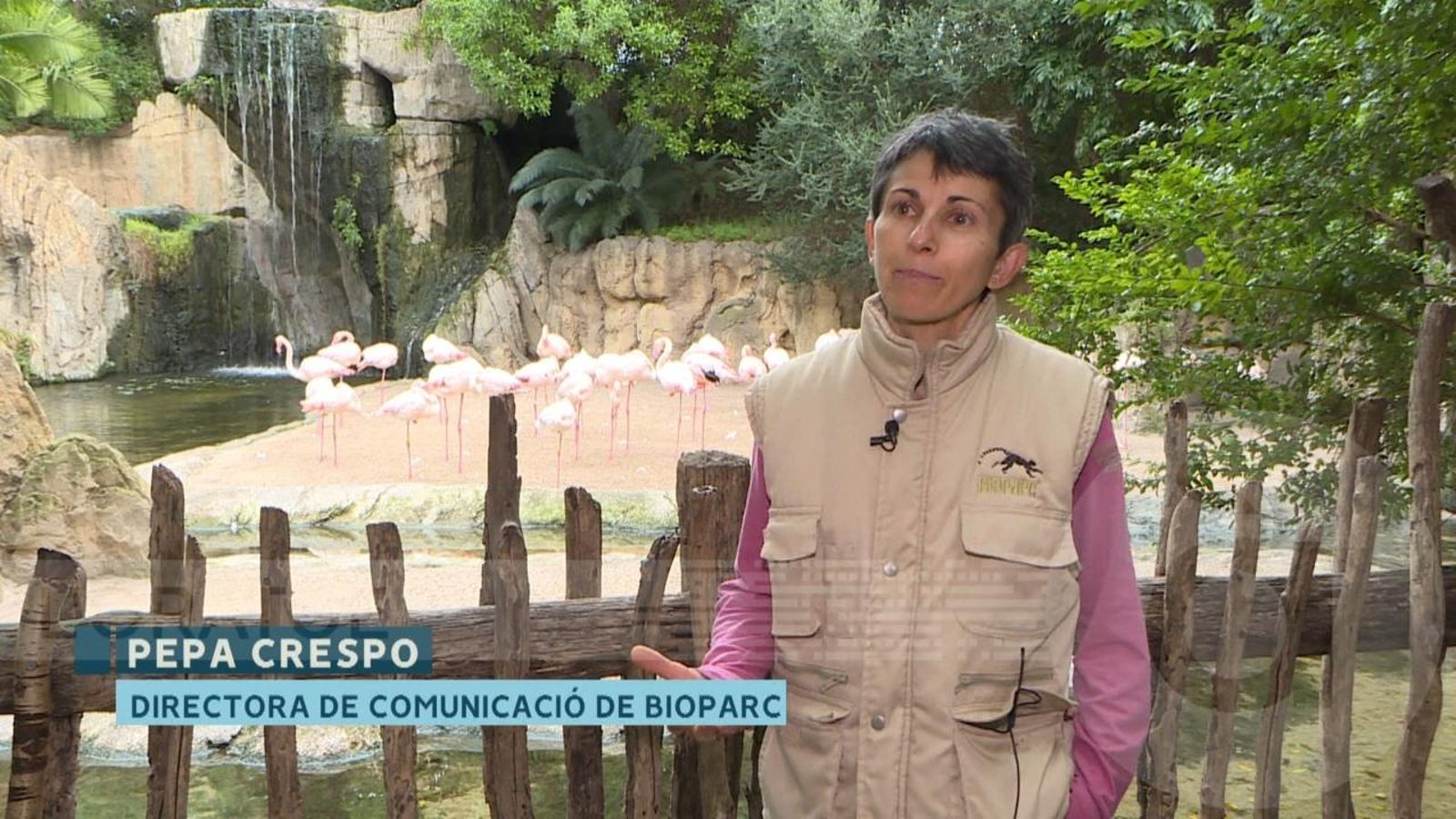 Com afecten les altes temperatures als animals del Bioparc