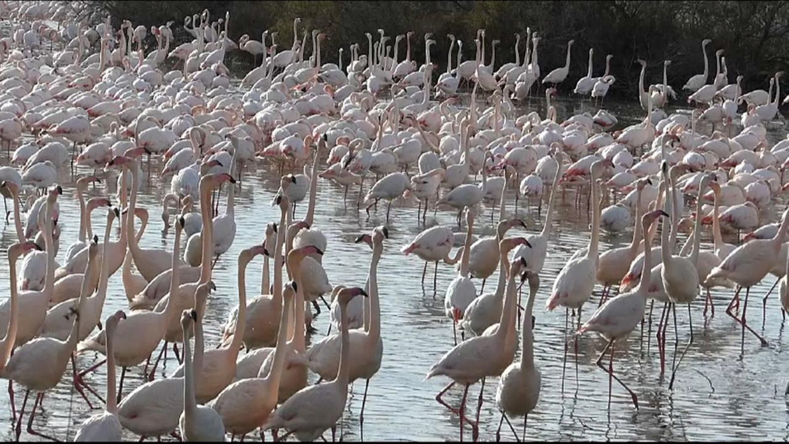 Milers de flamencs arriben a l'Albufera