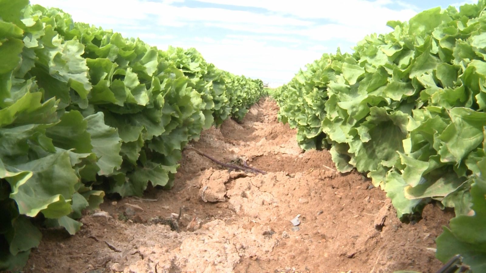 Els camps d'Alacant rebran un nou enviament d'aigua del Tajo