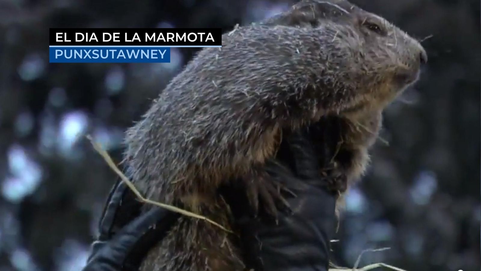 Si la Candelera plora, l\'hivern és fora; i si riu, encara és viu