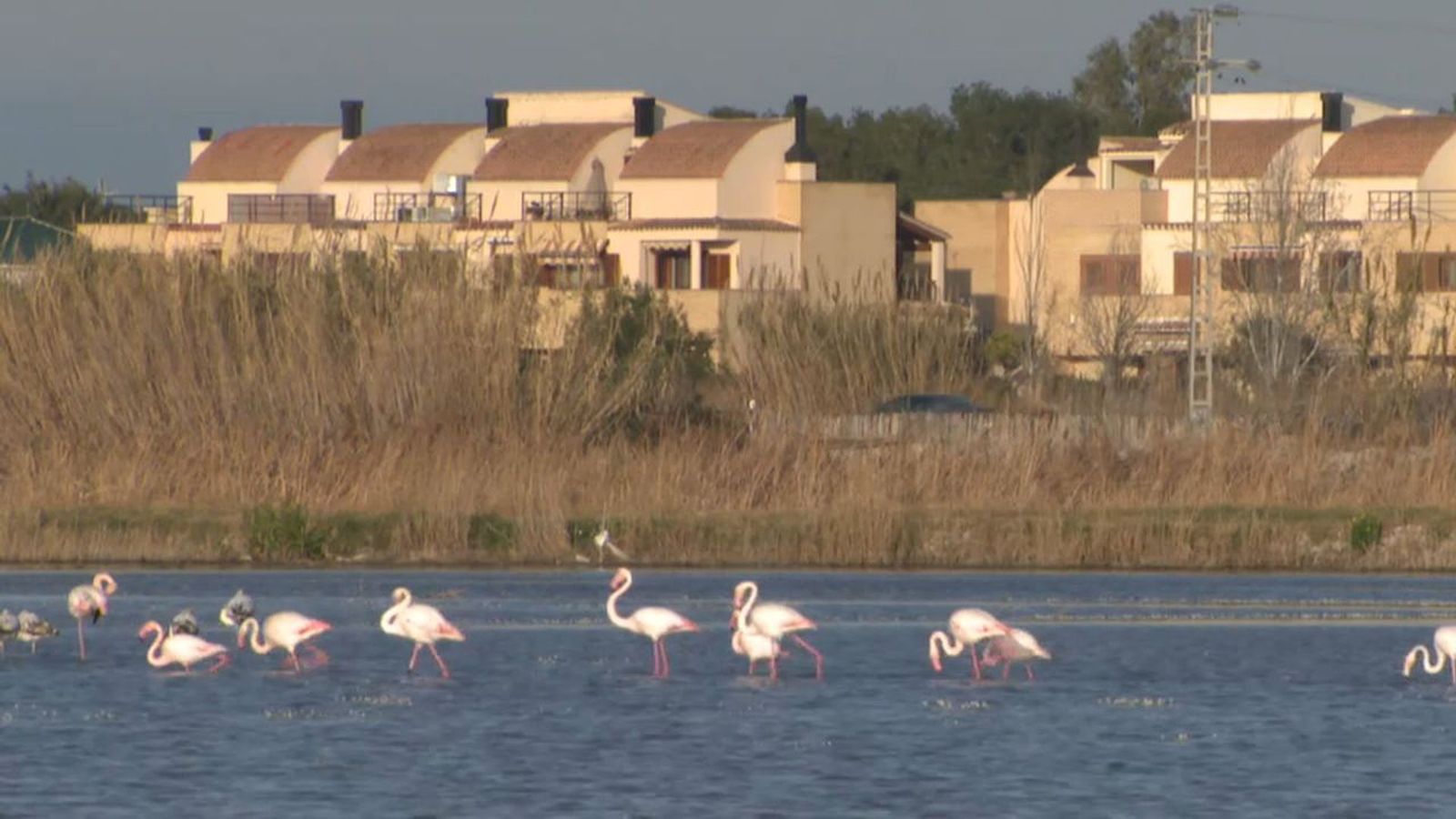 19.07.2019 | NM Entrevista a José Pascual Fortea sobre la baixada d’aigua a l’Albufera