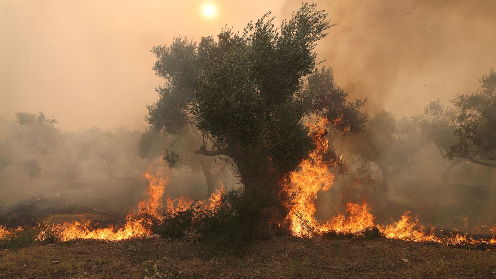 Una imatge de l'incendi forestal a la regió d'Evros, a Grècia