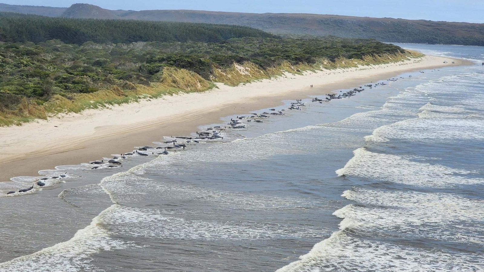 Vista aèria de les balenes encallades a la badia de Macquarie, Tasmània