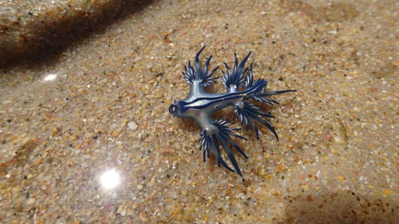 El dragonet blau fa normalment uns 3 de llarg