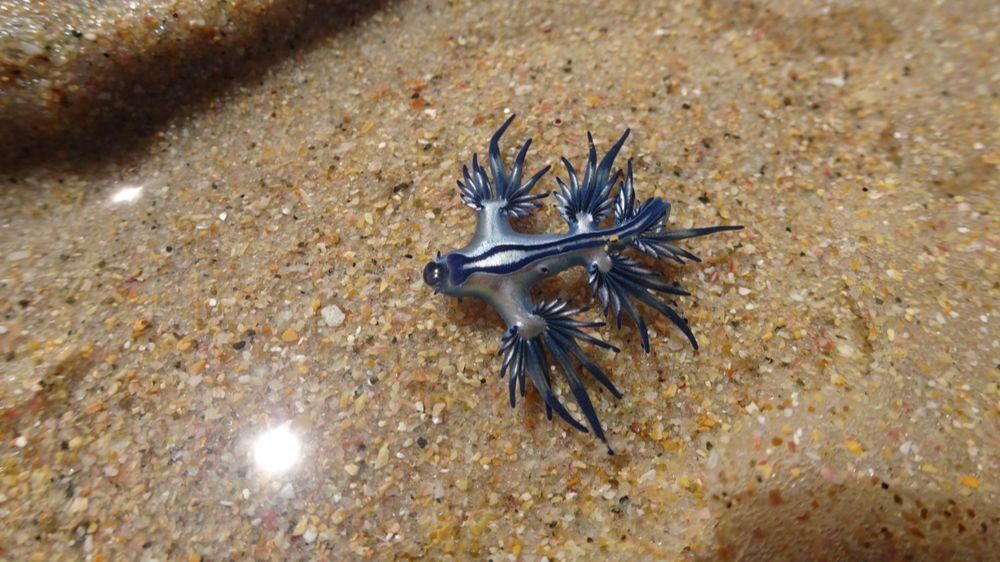 El dragonet blau fa normalment uns tres centímetres de llarg El dragonet blau fa normalment uns 3 de llarg