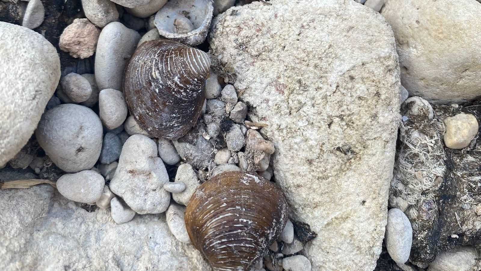 Cloïssa de riu asiàtica en el Cànyoles