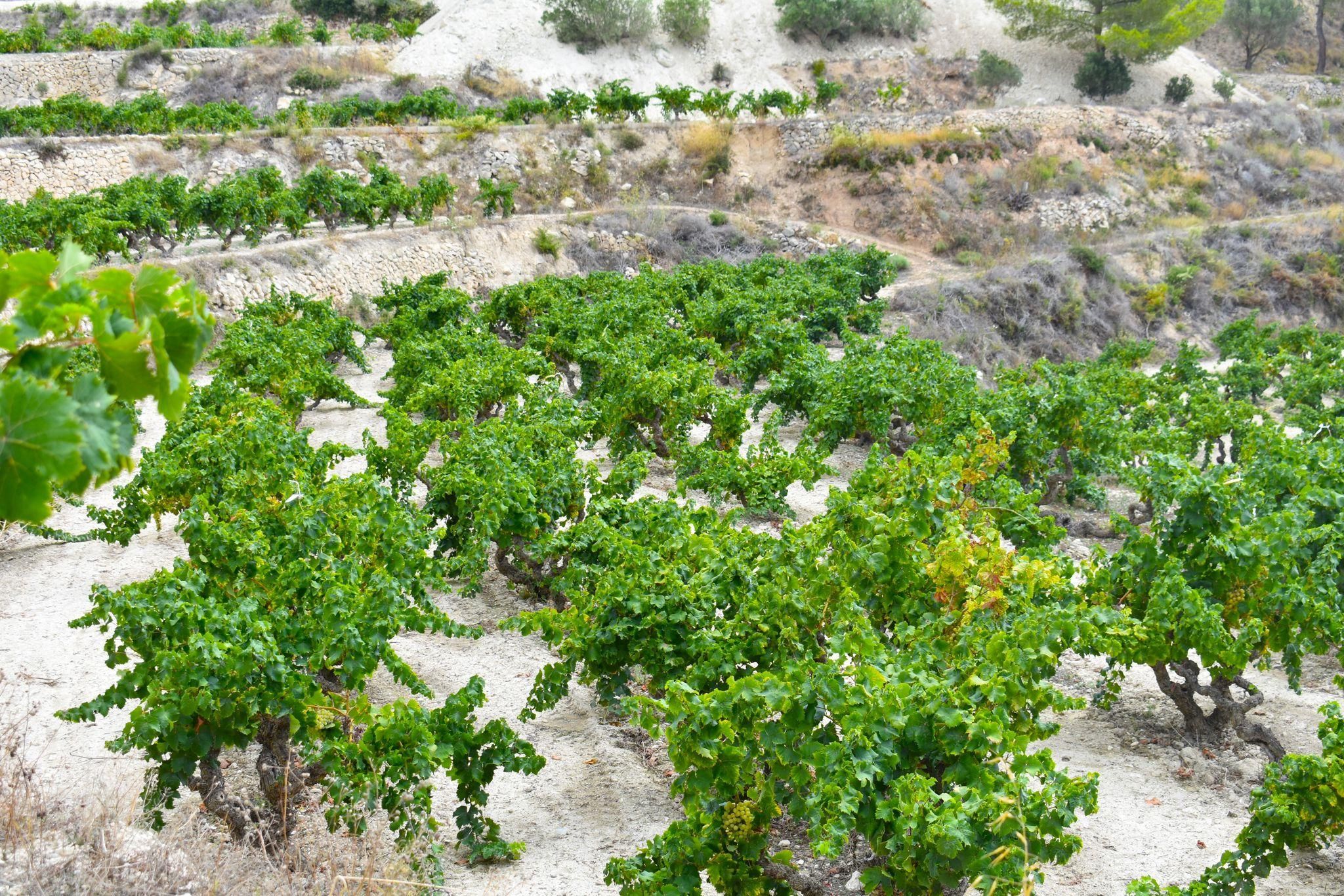 La moscatel de Teulada recupera un 60% de producció La moscatel de Teulada recupera un 60% de producció