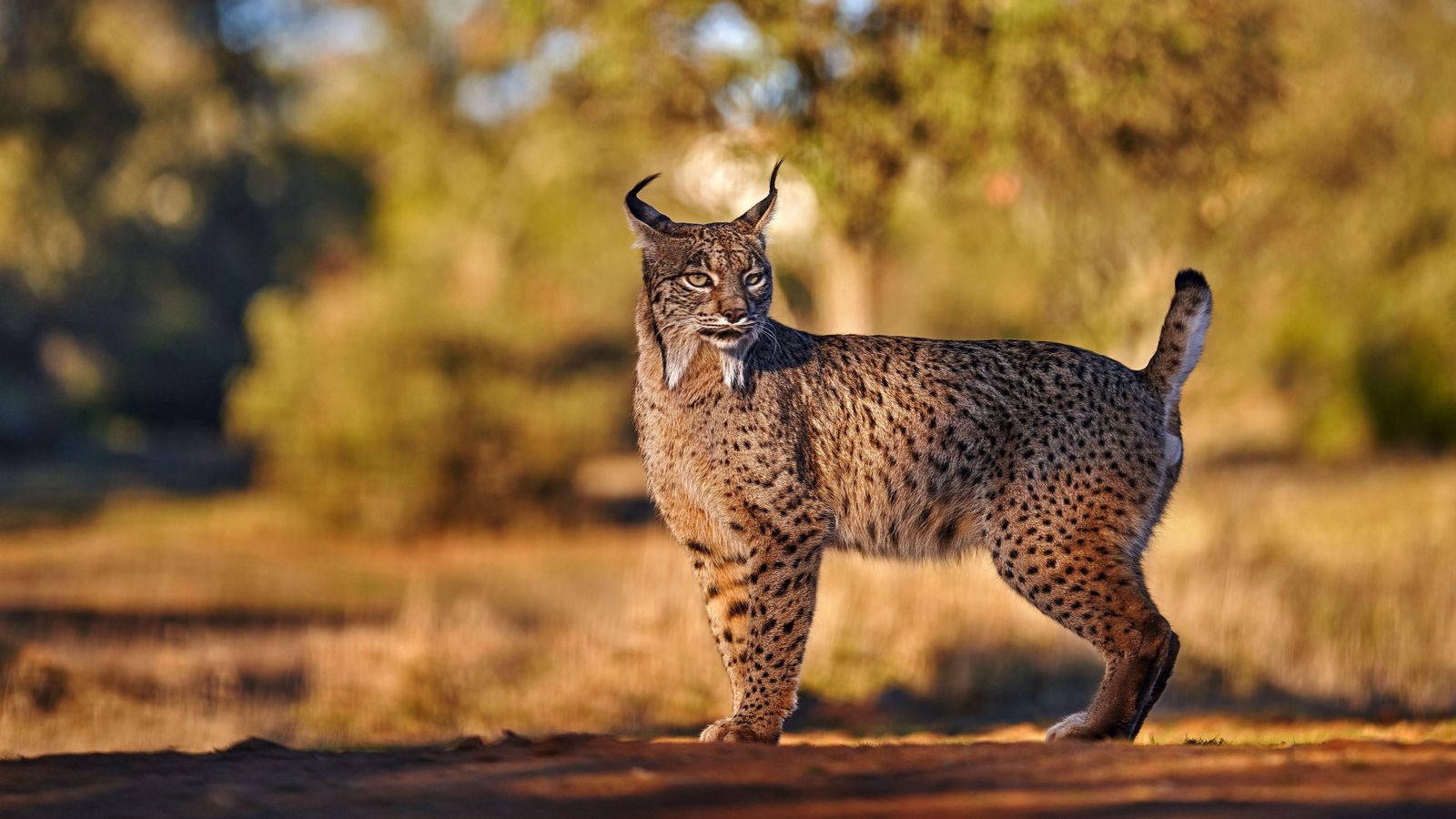Un exemplar de linx ibèric, espècie considerada ara vulnerable i no en perill d'extinció