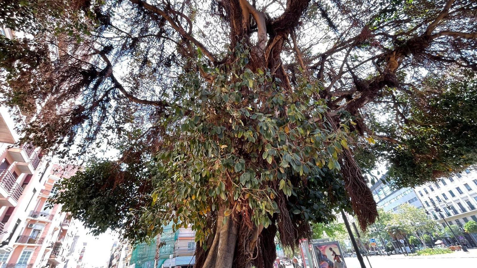 Ficus atacat a la plaça d'Espanya de València Ficus atacat a la plaça d'Espanya de València