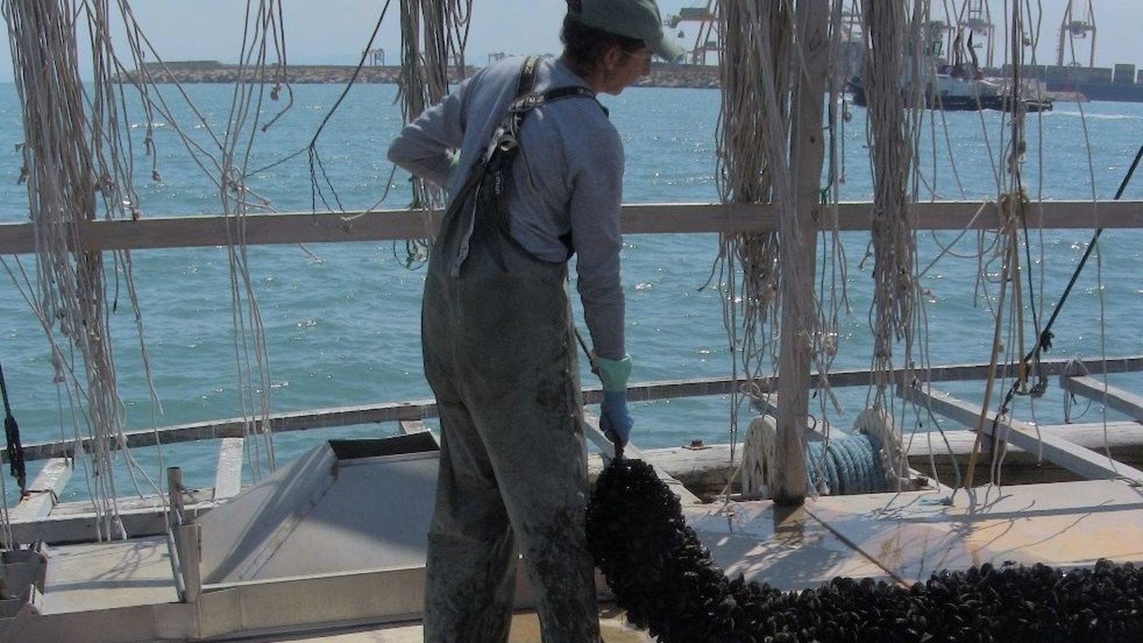 Una dona recull clotxina, en arxiu