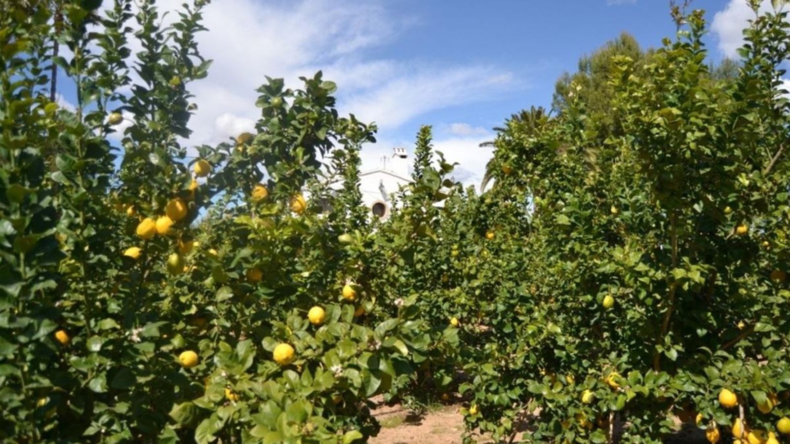 Els productors de llima de la Comunitat Valenciana registren unes pèrdues de 39 milions d’euros aquesta campanya