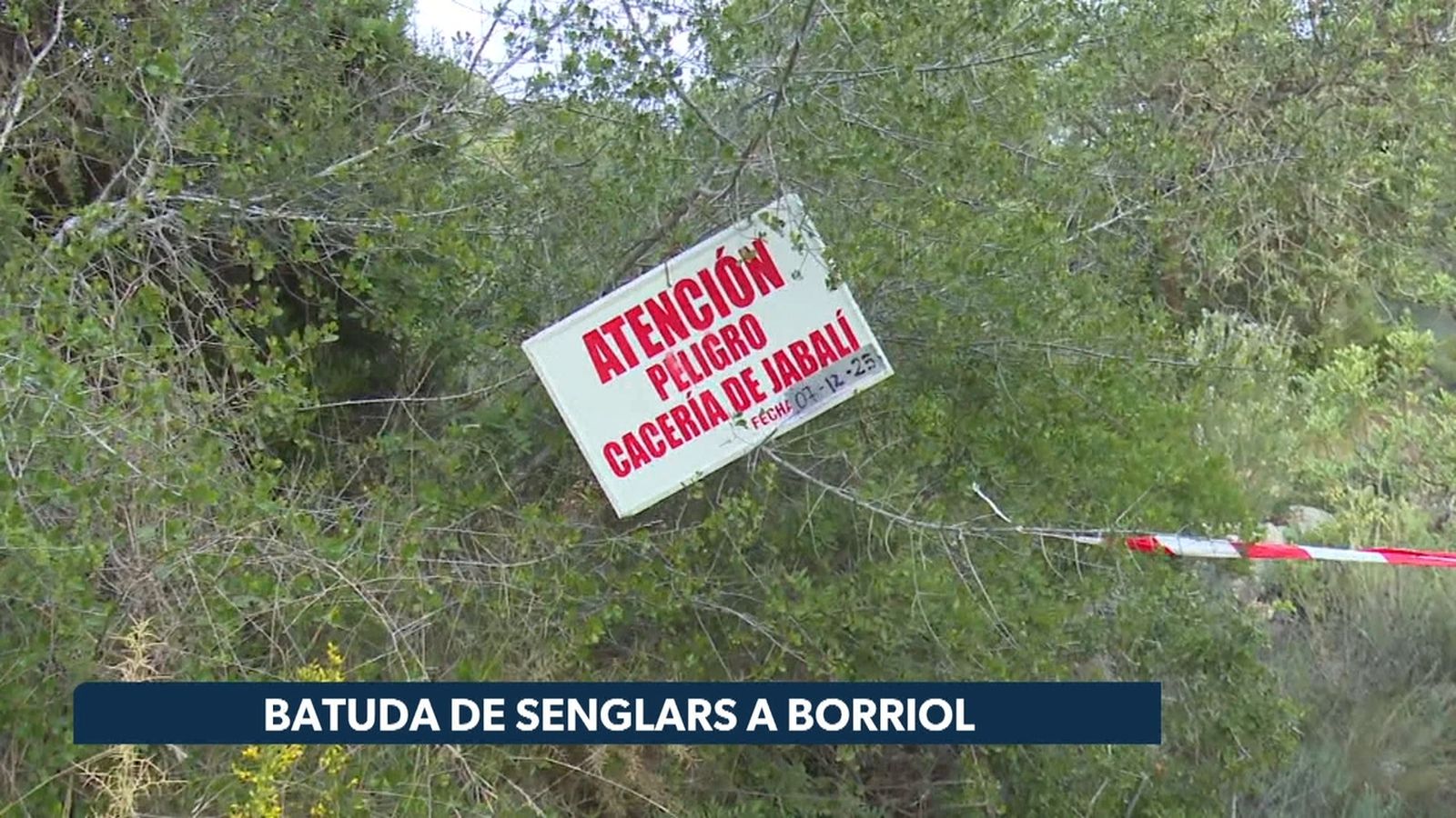 Batuda de senglars a Borriol este cap de setmana