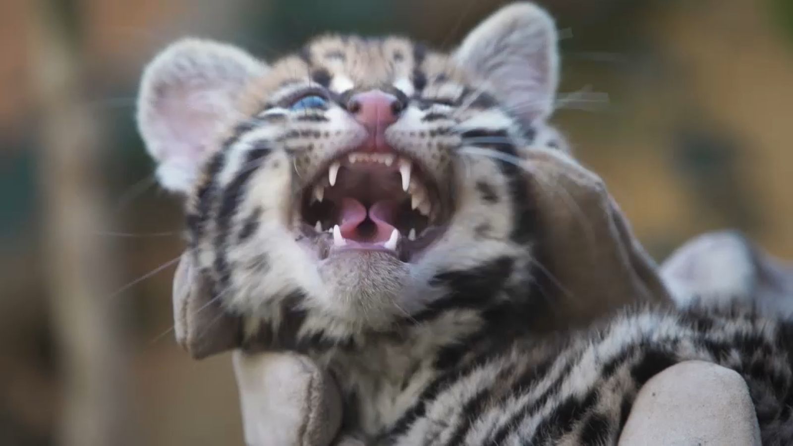 24.04.2022 | Animalades, un Món Bestial