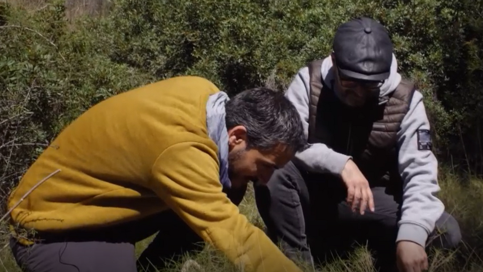 La terra com a rebost, el espàrregs salvatges