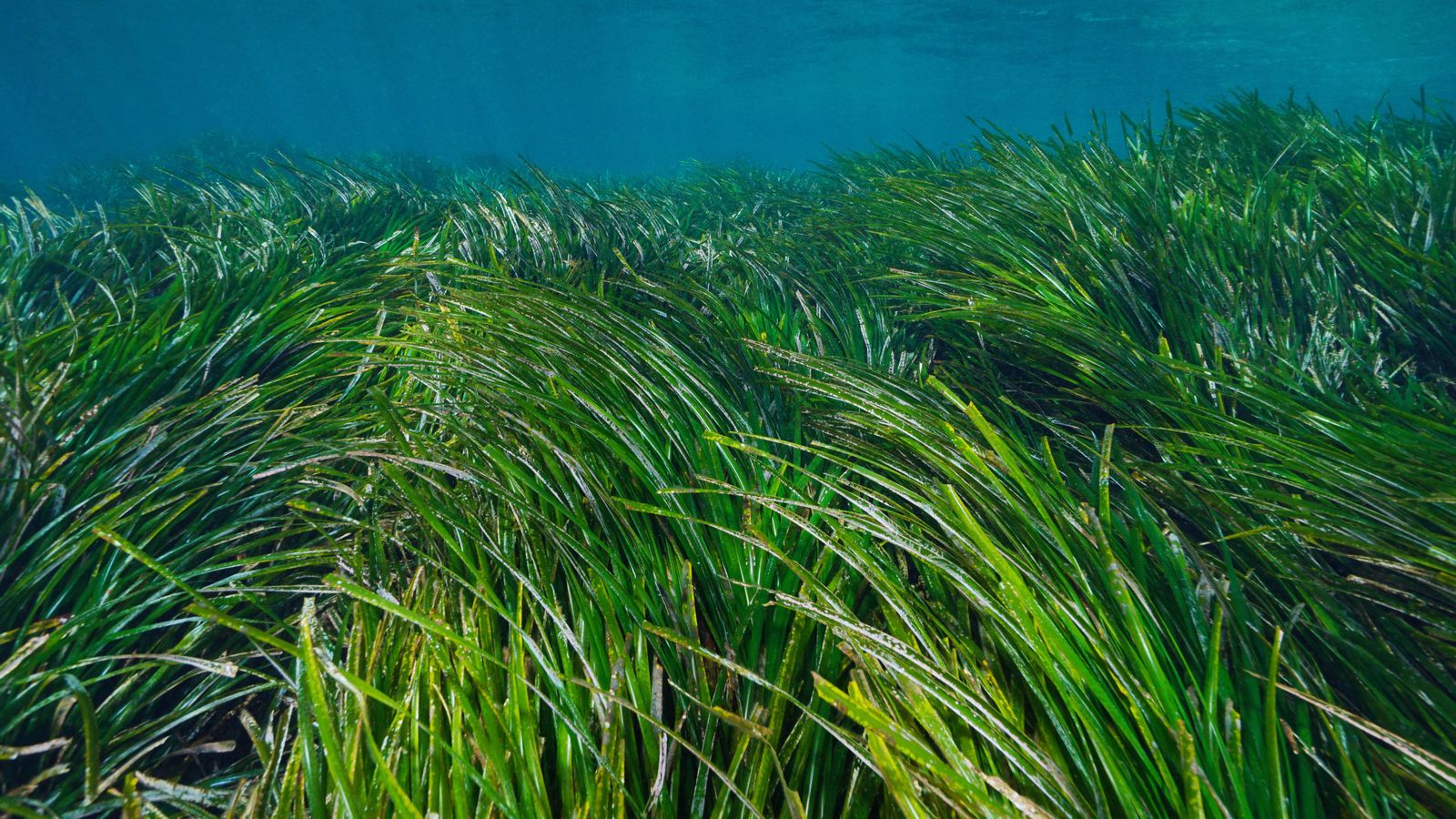 El fons marí de Dénia, el del parc natural del Montgó i el de Calp seran monitoritzats dins del projecte que promou la Fundació Oceanogràfic