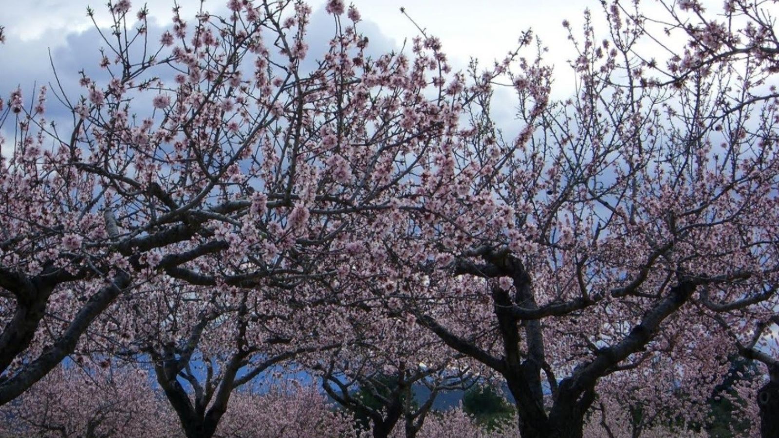 Camp d'ametlers, en una imatge d'arxiu