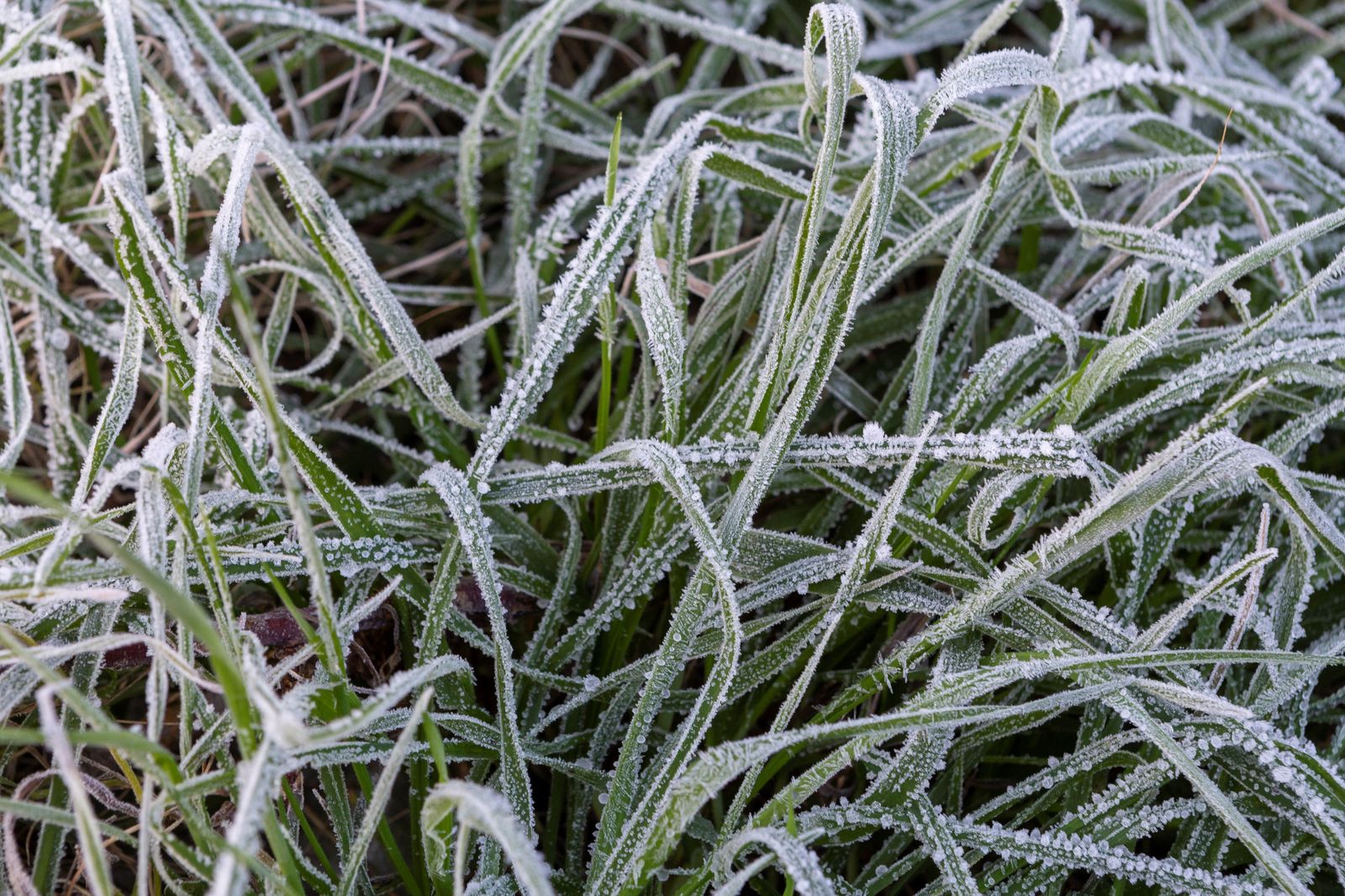 Les baixes temperatures han fet que la vegetació apareguera en molts punts del territori coberta amb xicotets cristals de gel