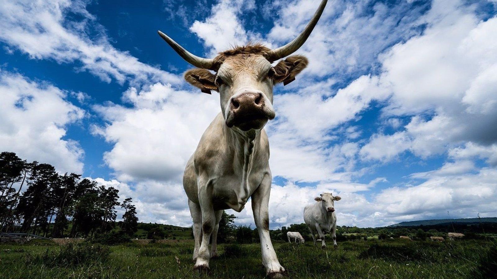 Els ramaders que crien els animals per a la comercialització de la carn han rebutjat, de ple, la sugèrencia del ministre de Consum