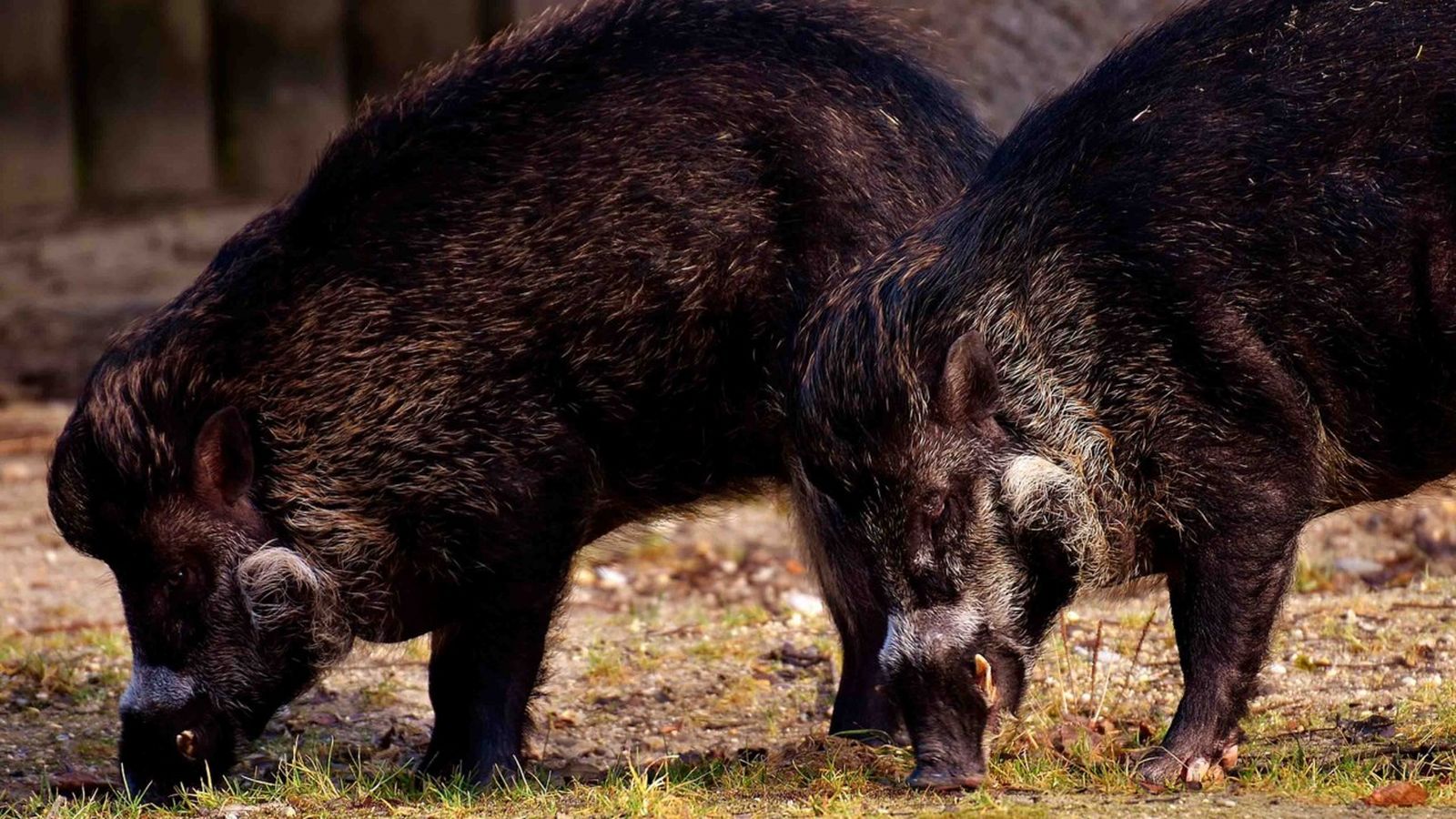 La Unió de Llauradors i Ramaders afirma que no s'explica la importació tenint en compte la superpoblació d'aquesta fauna.