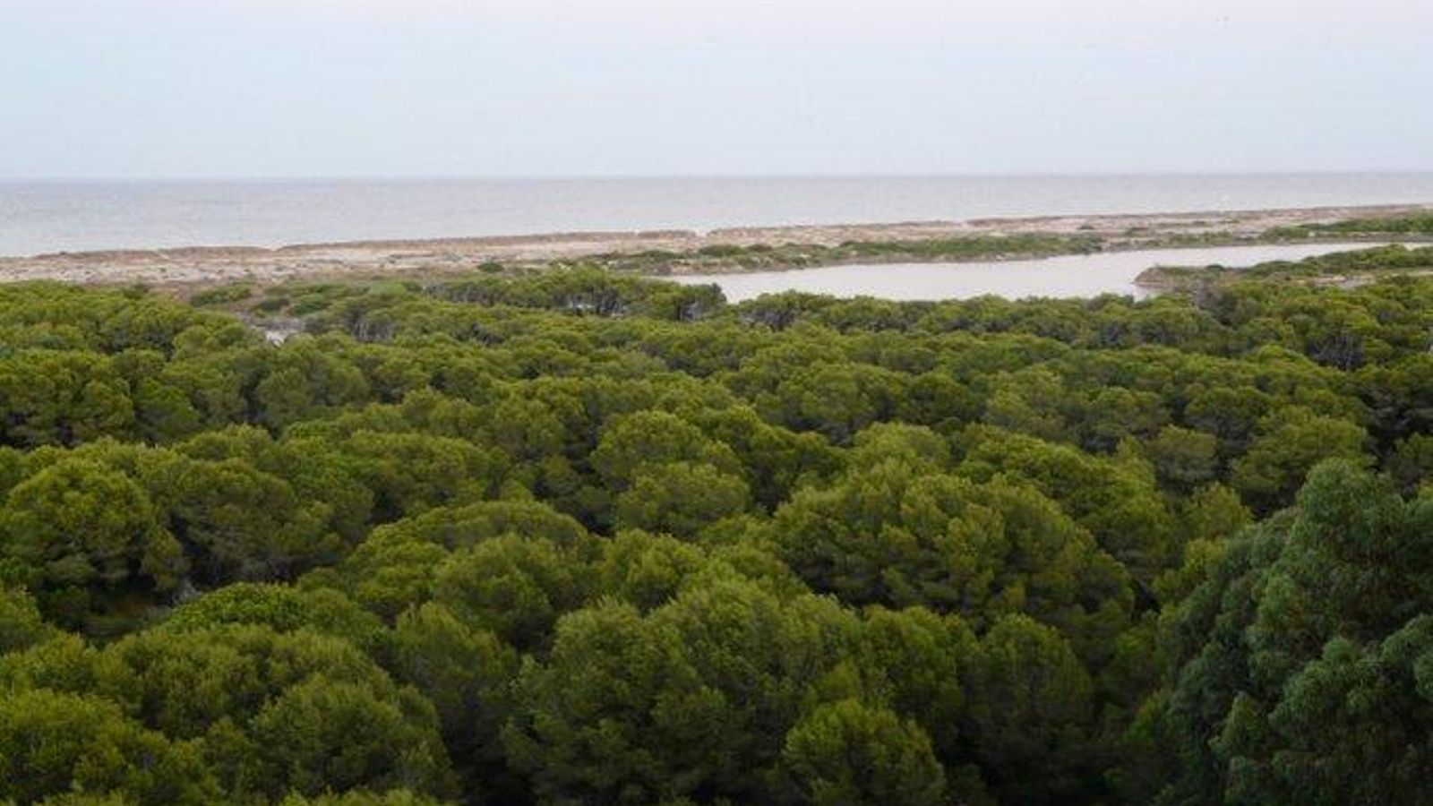 Imatge del bosc de la Devesa del Saler